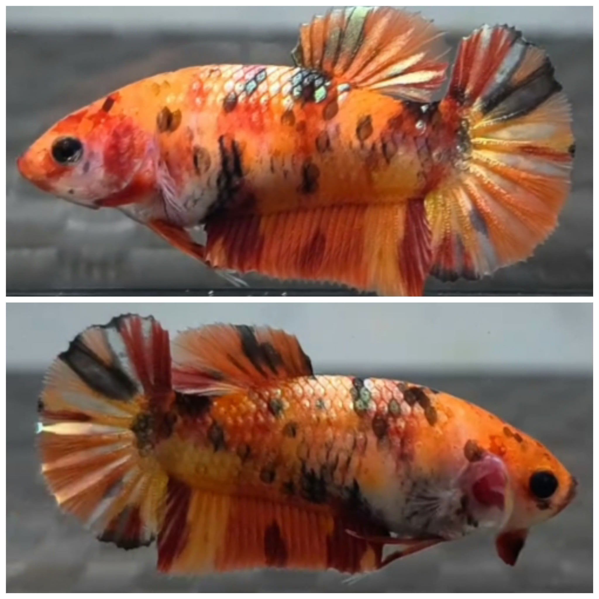 Female Nemo Gold Copper