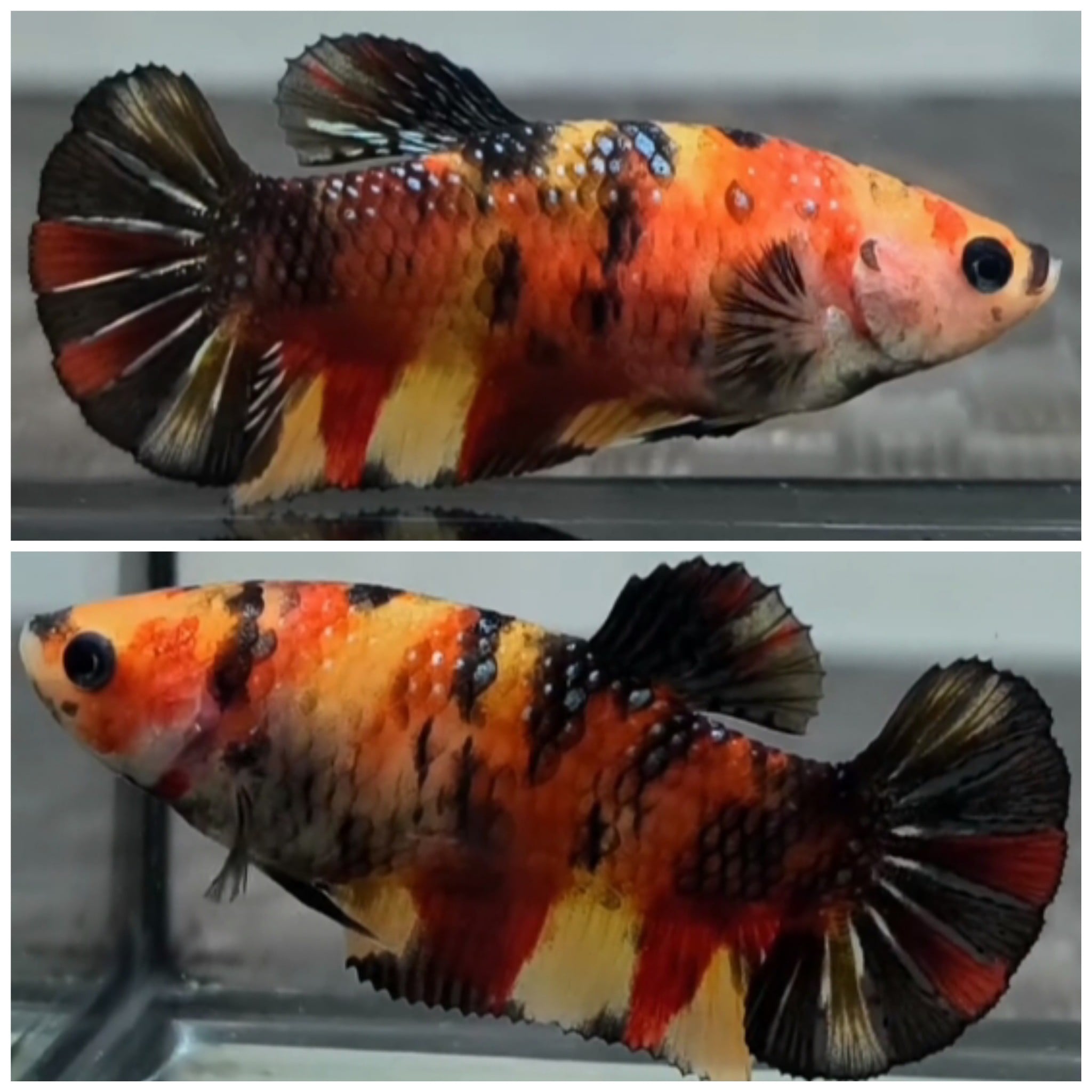 Female Black Koi Copper