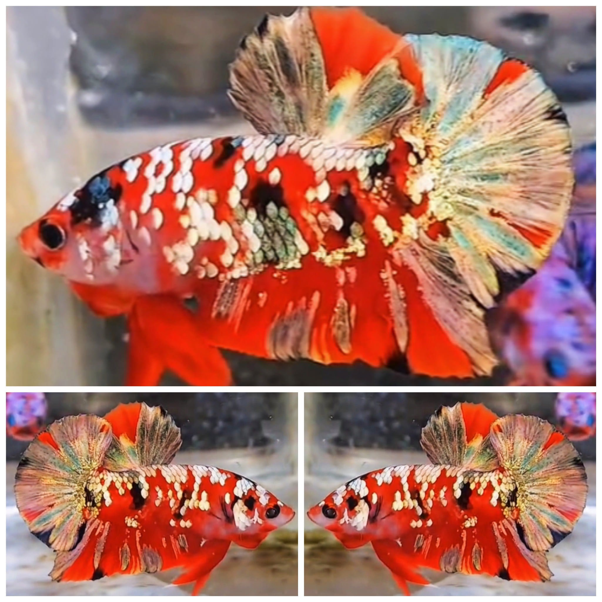 Red Koi Gold Copper