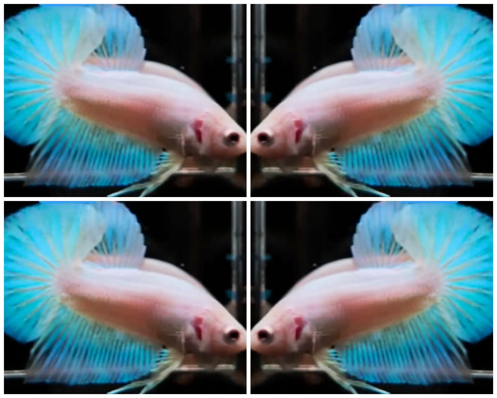 Sweet Ice Blue