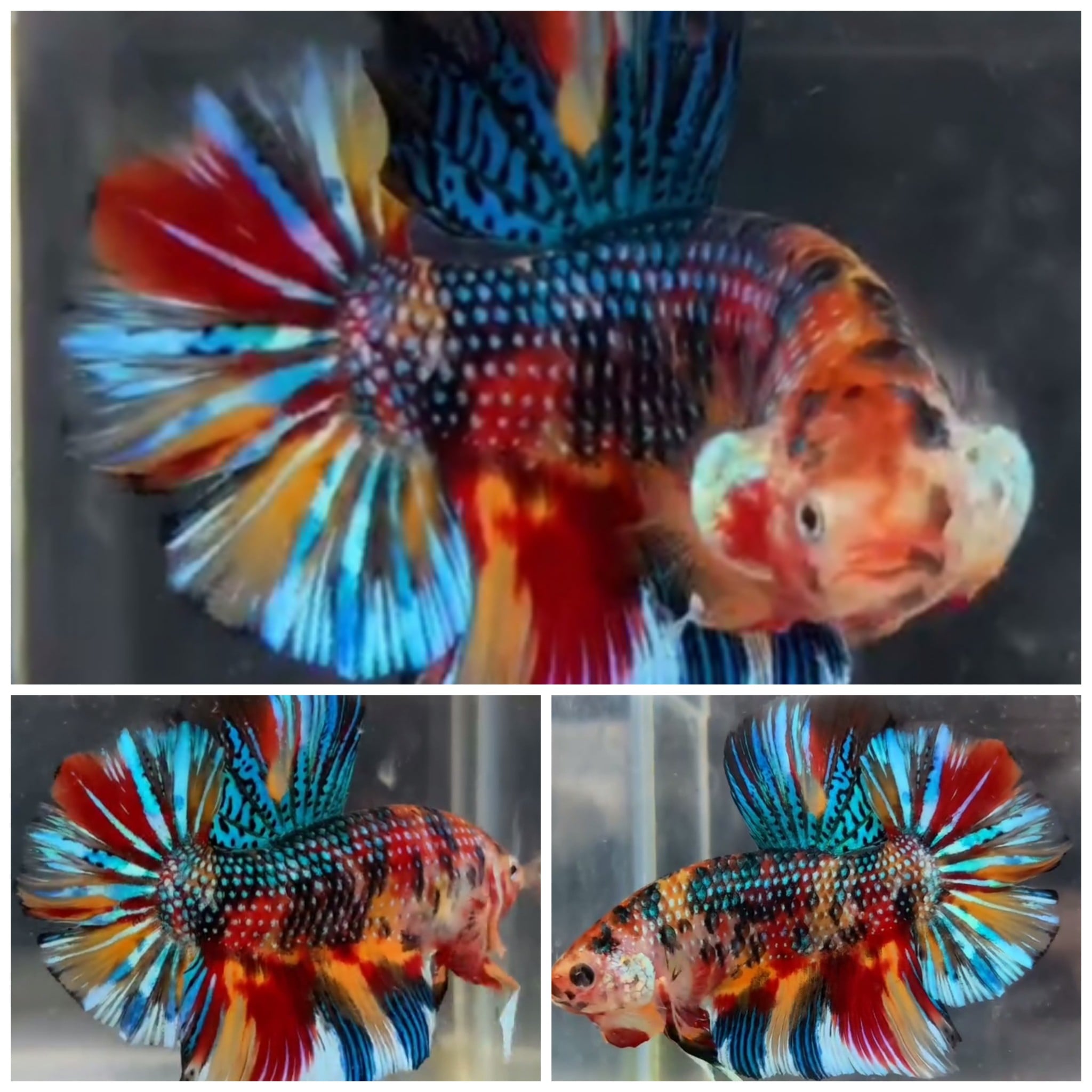 Giant Metallic Multicolour (6cm)