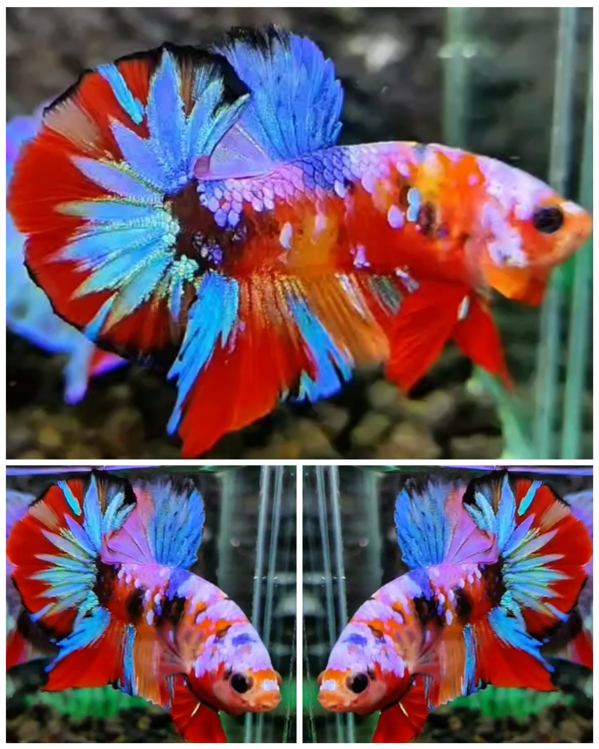 Sweet Candy #9