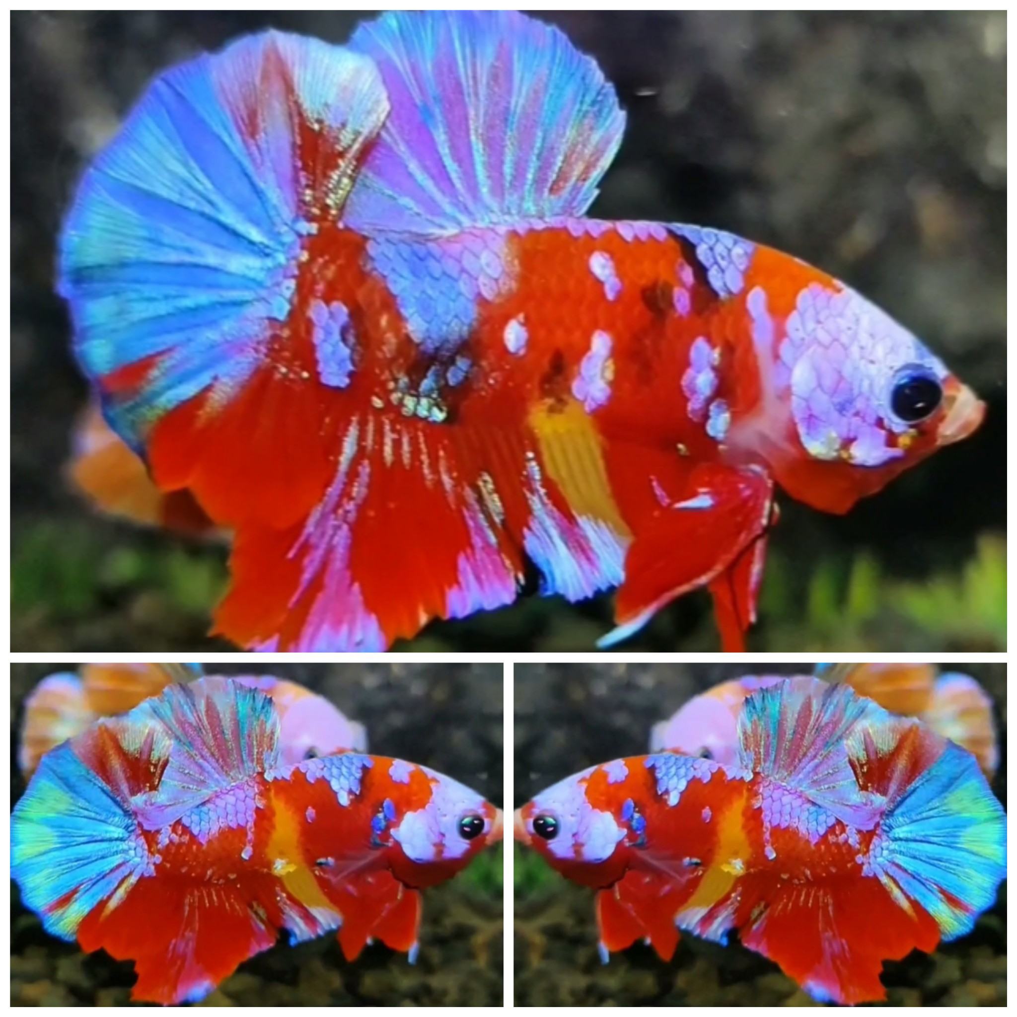 Sweet Candy #6