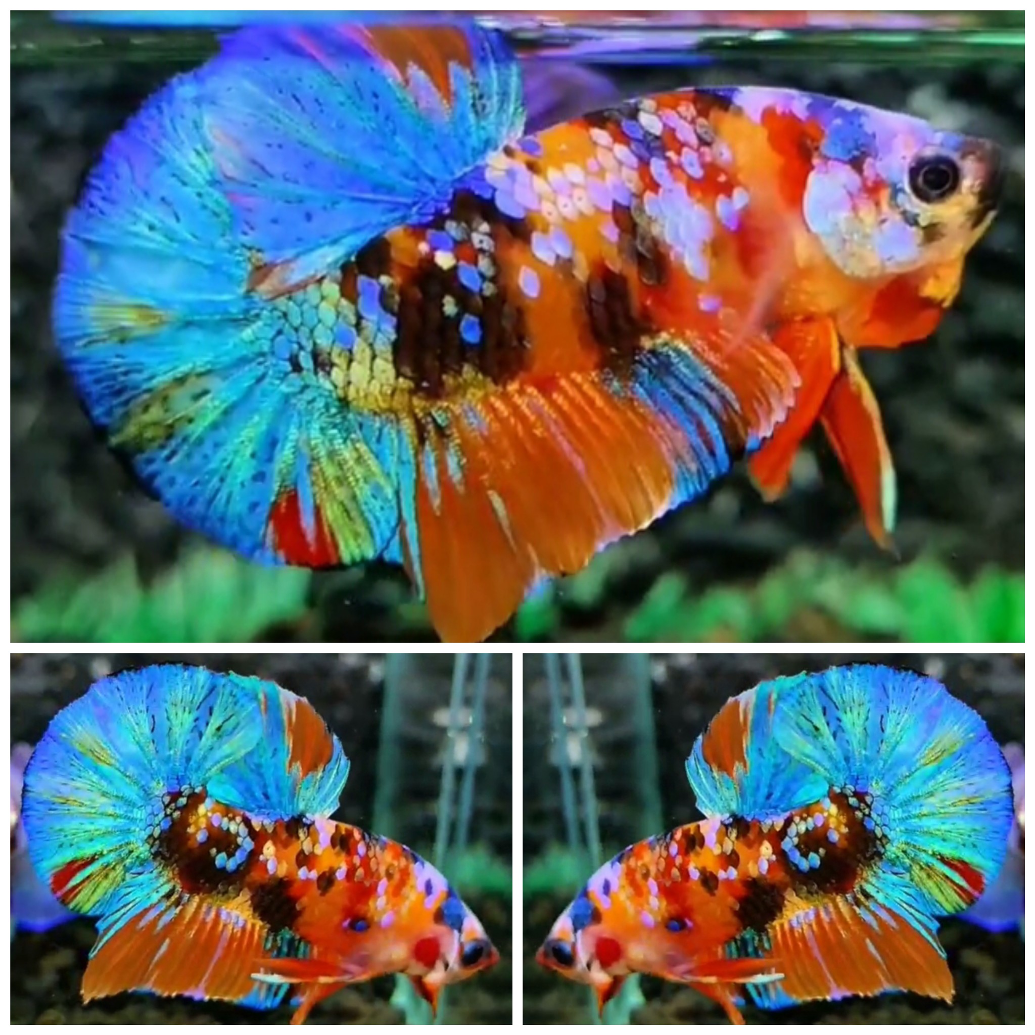 Sweet Candy #7