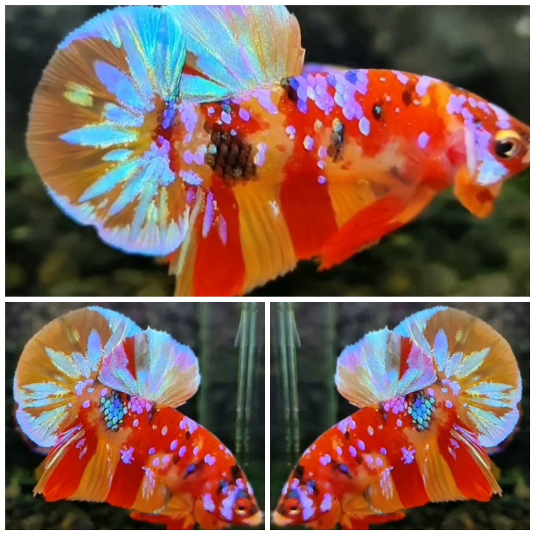 Sweet Candy #8