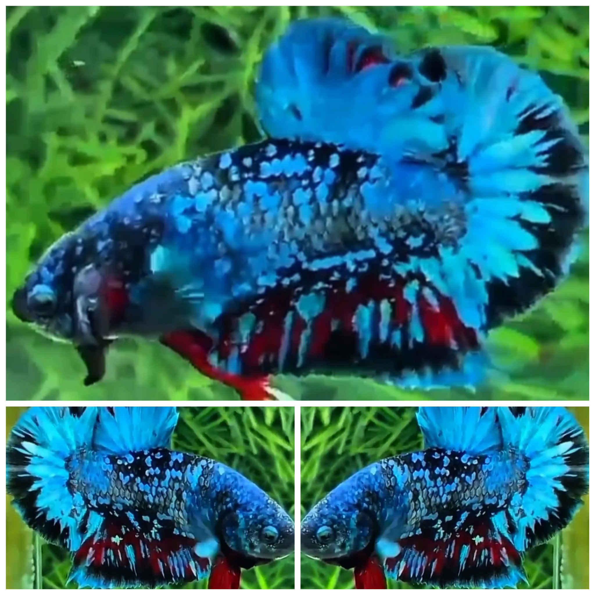 Nice Avatar