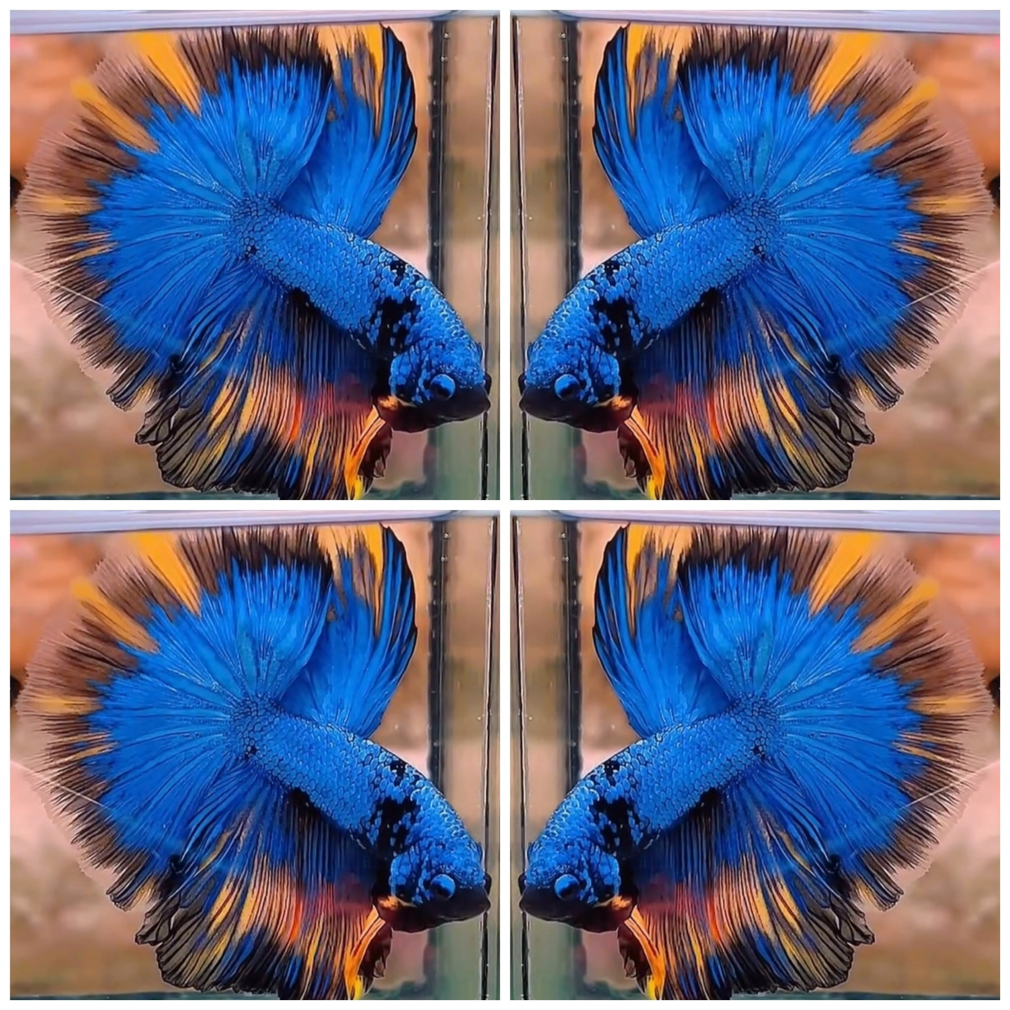 Blue Dragon Yellow Wash