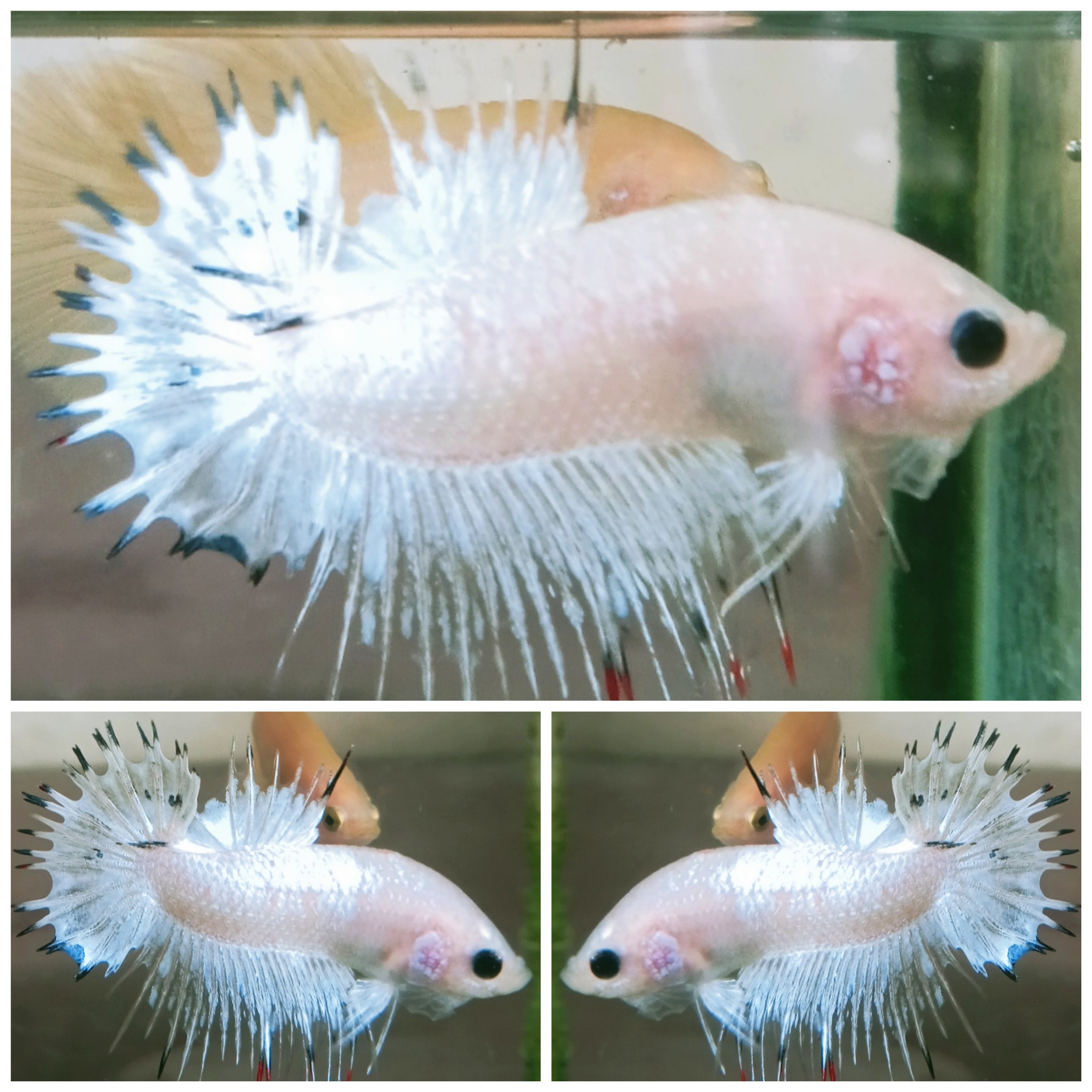 White Casper CTPK
