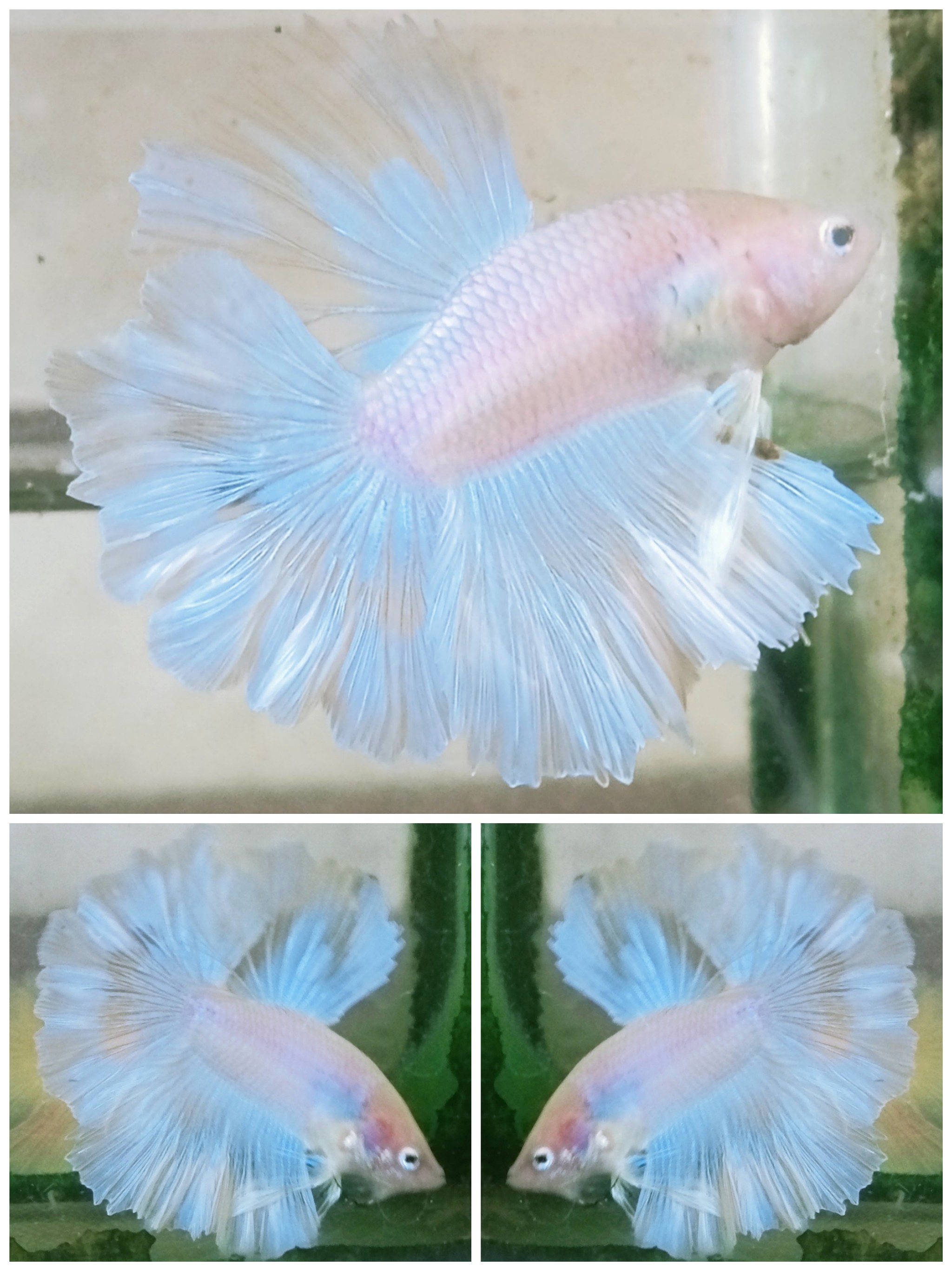 Young Ice Blue Shadow
