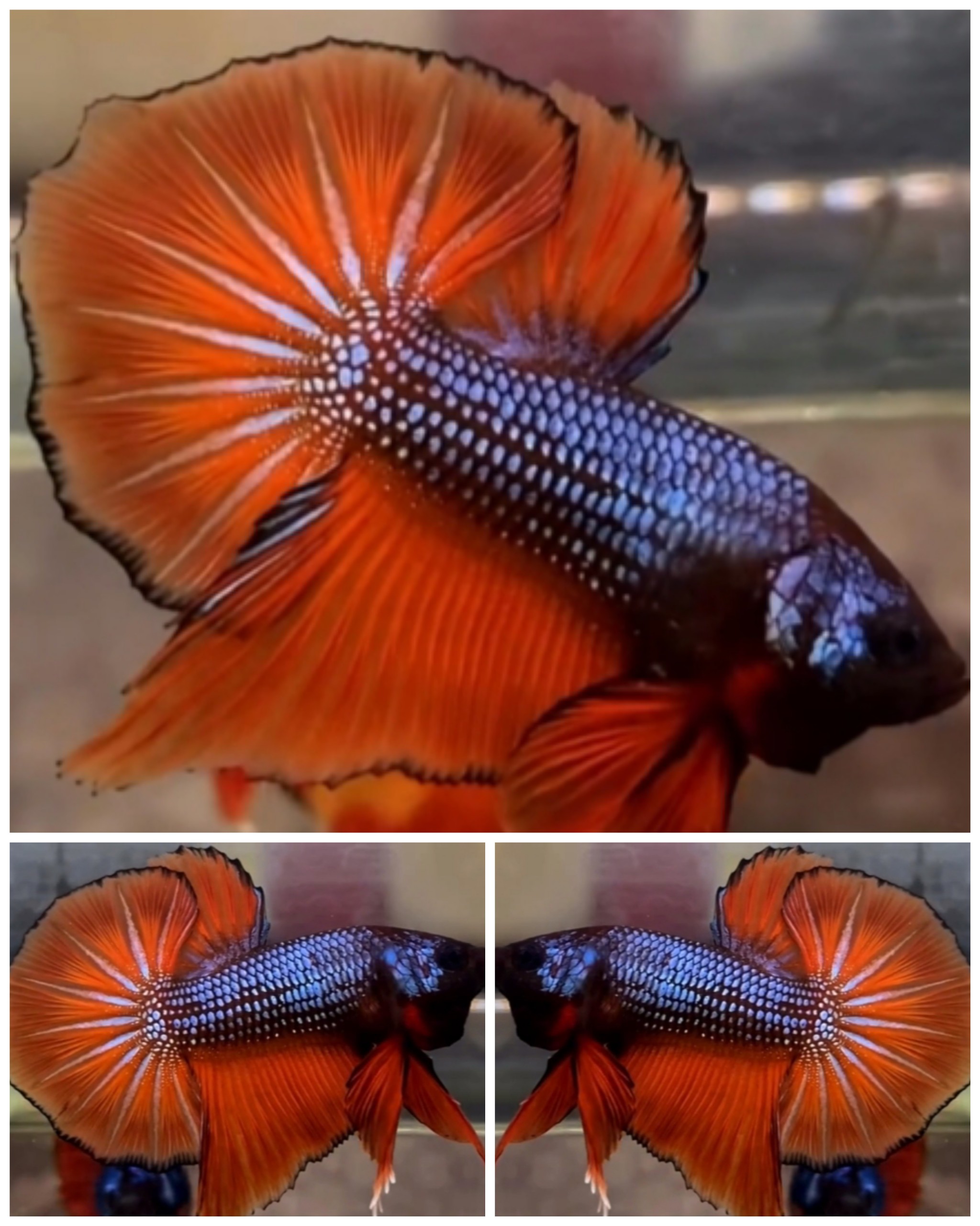 Orange Dragon Big Tail