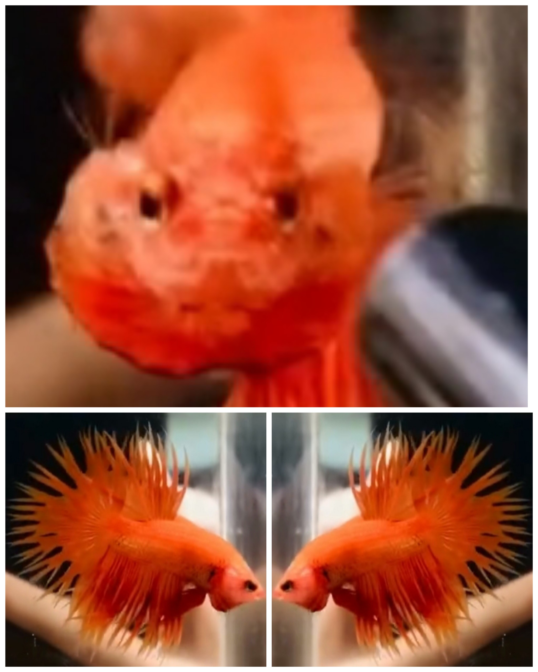 Orange CT