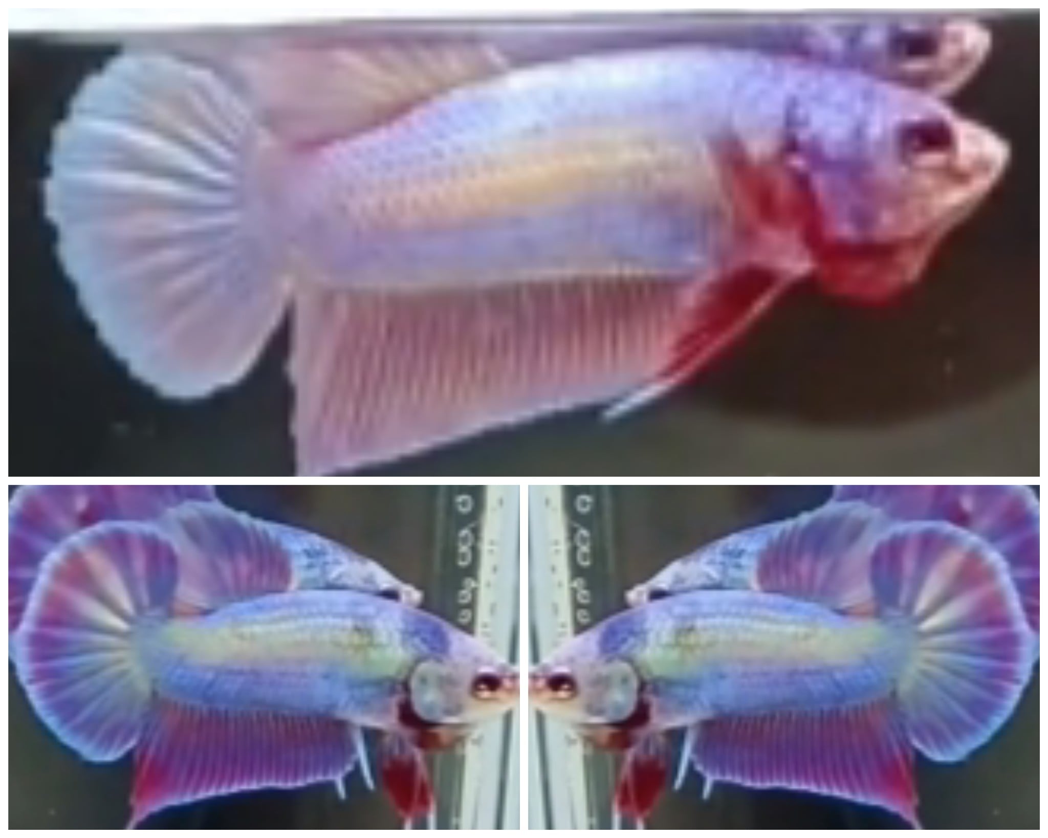 Pair Purple Aurora