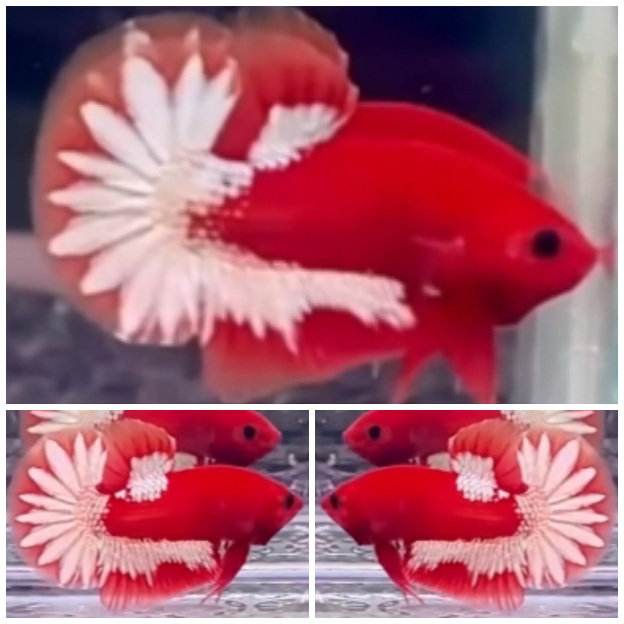 Wonderful Sakura Tail