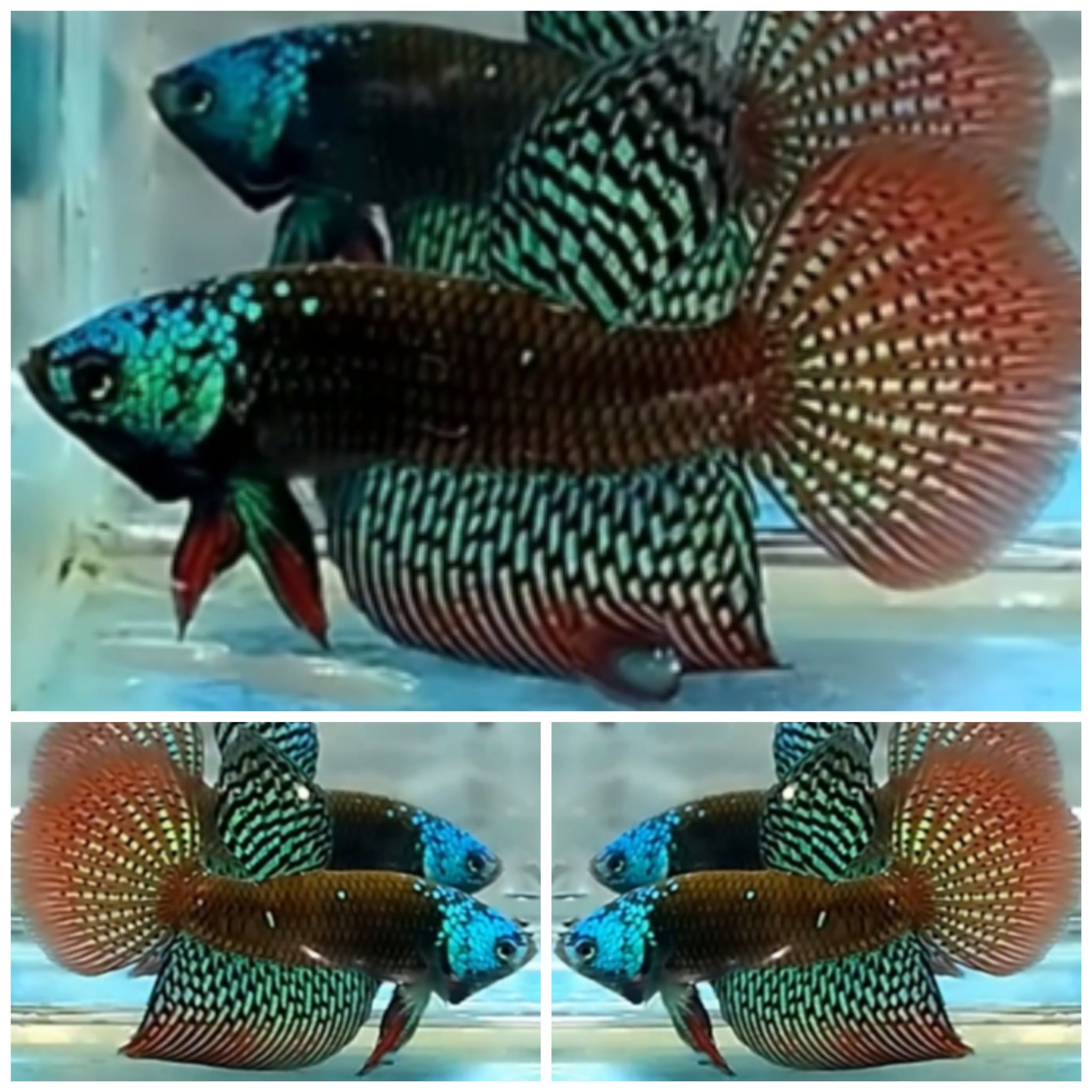 Alien Big Tail