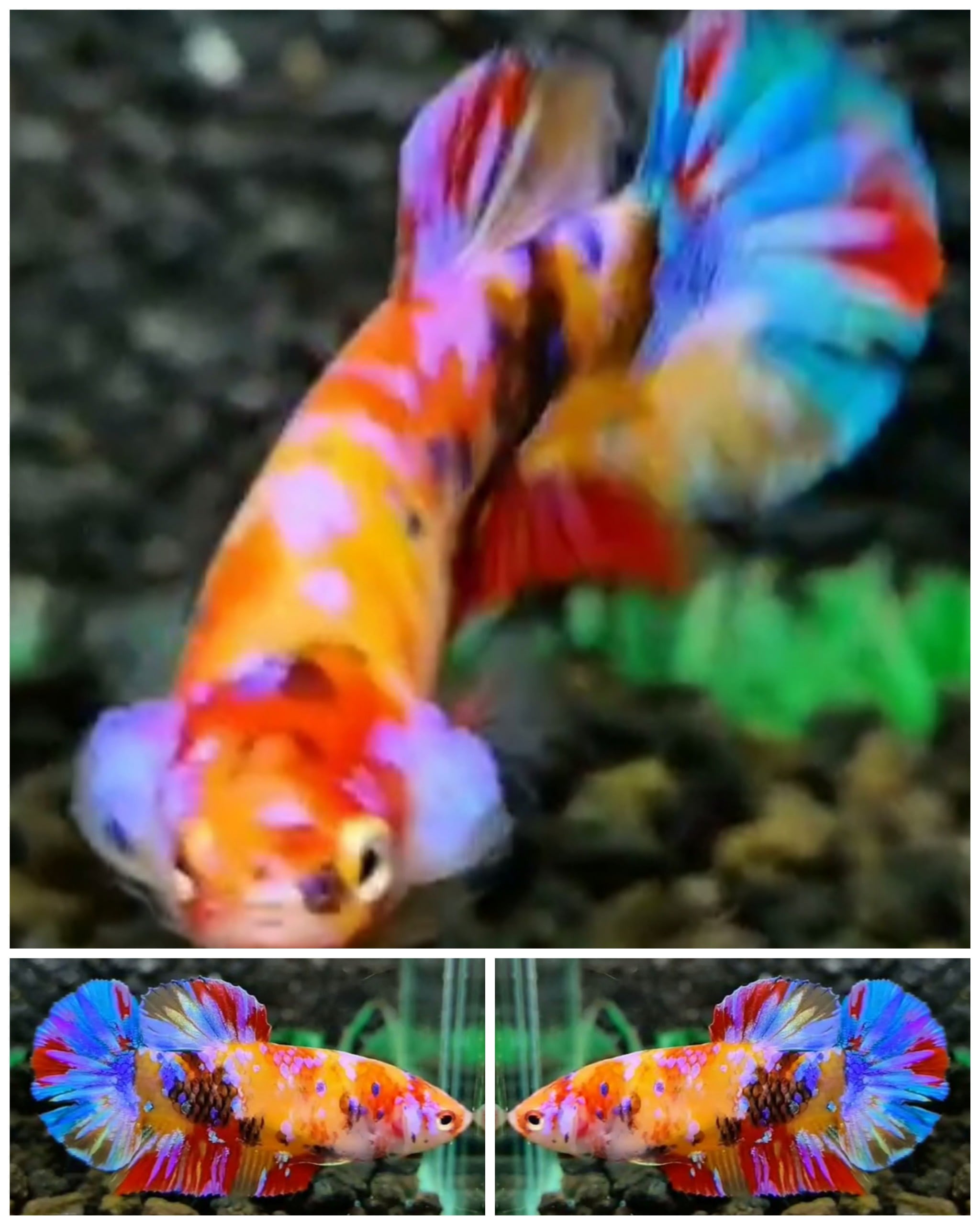 Female Candy #12