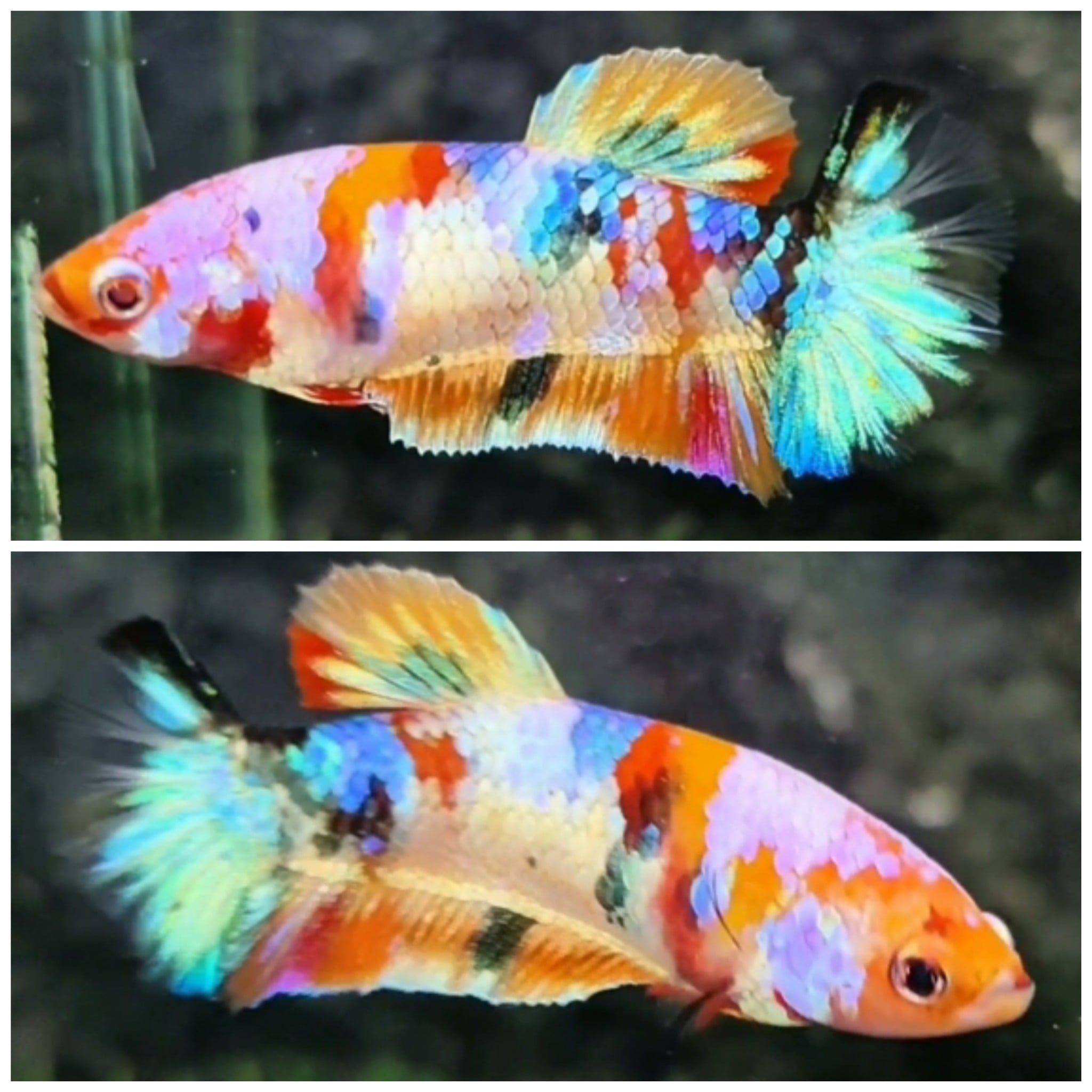 Female Candy #13