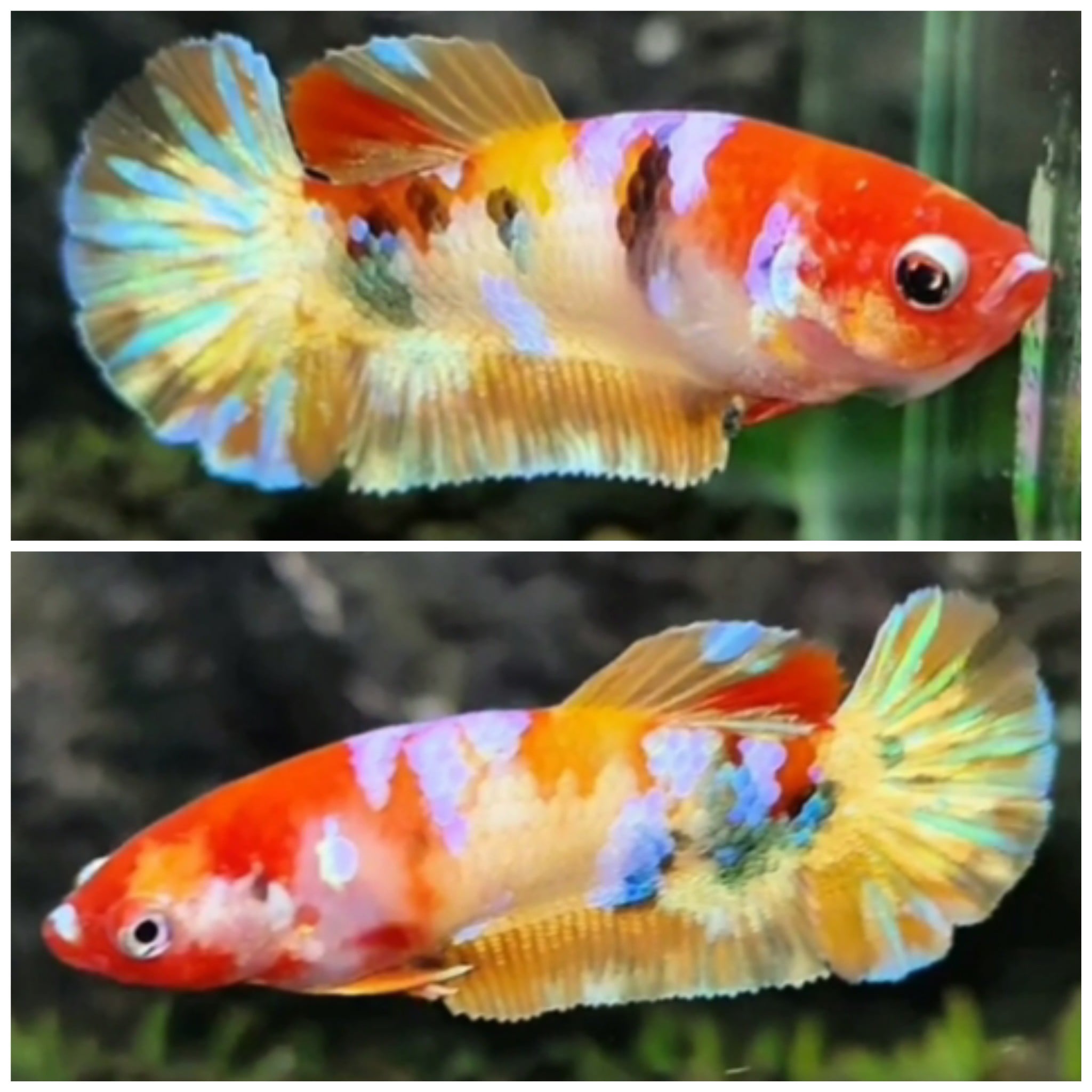 Female Candy #14