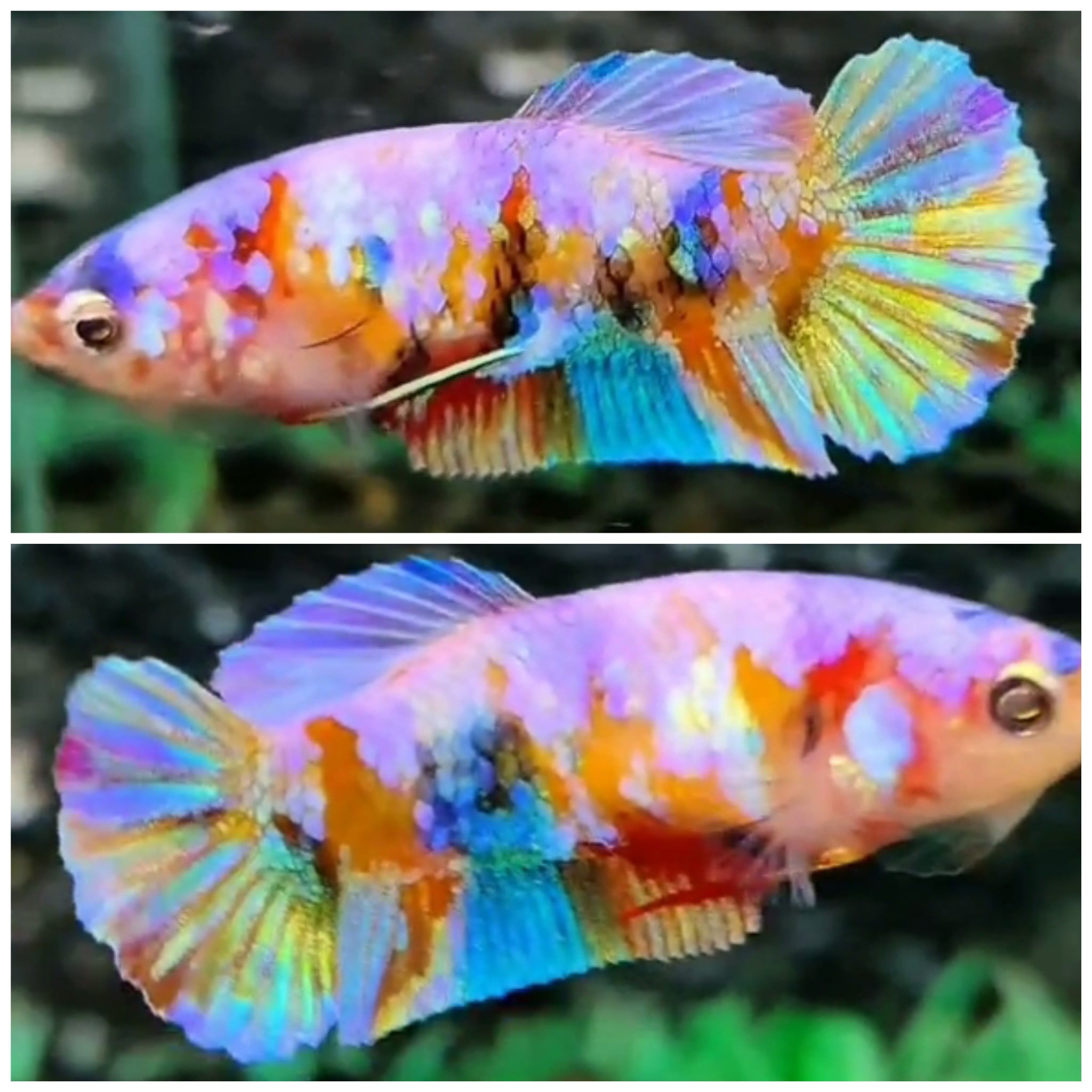 Female Candy #15