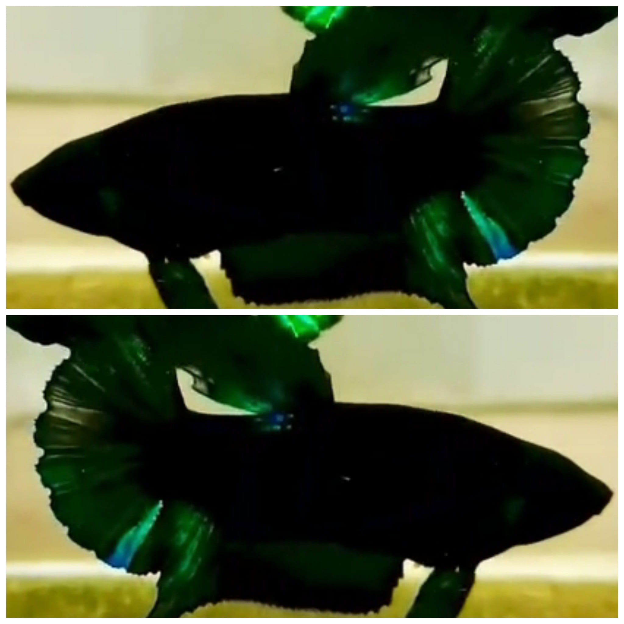 Female Green Black Light