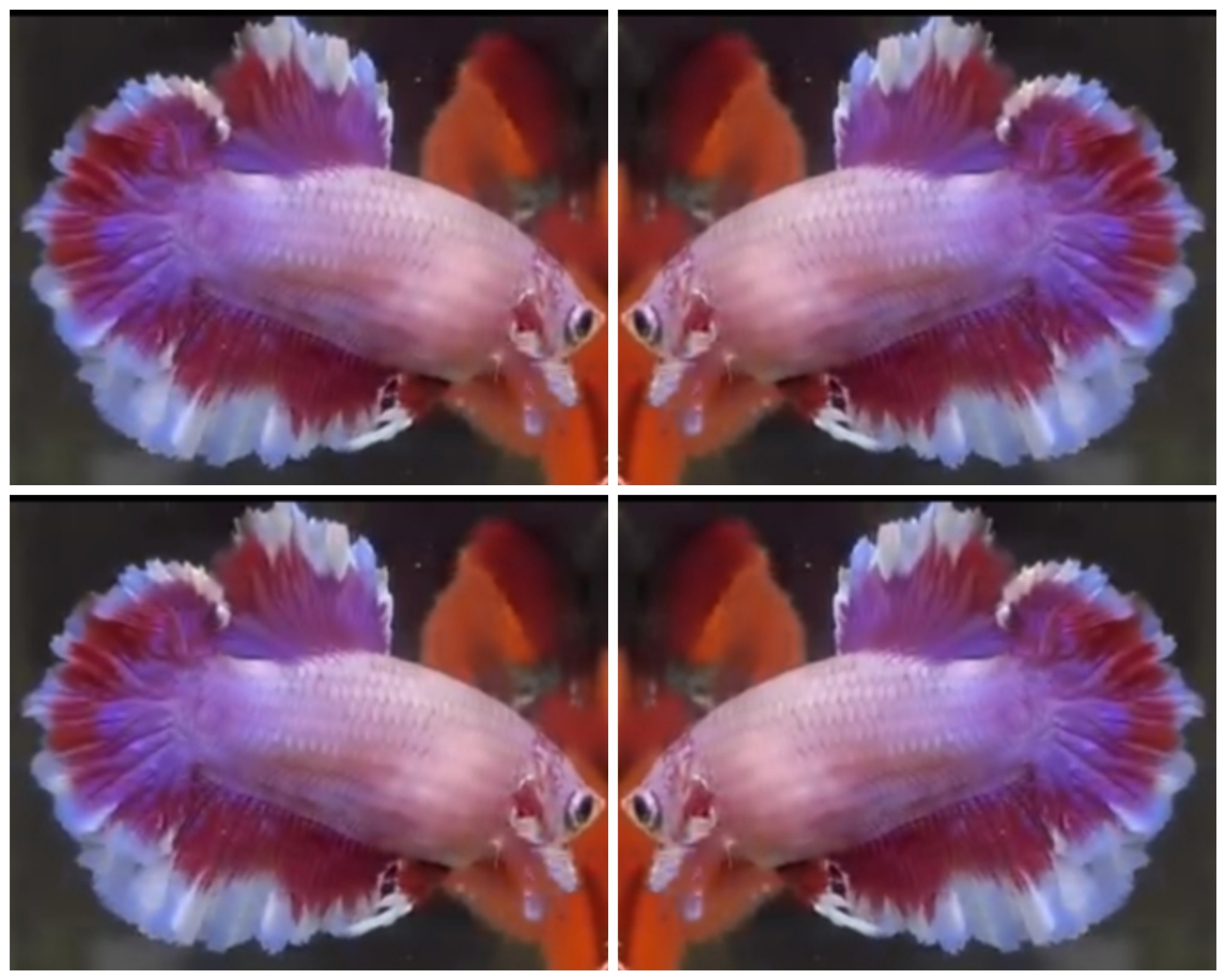 Female Rose Tail HM