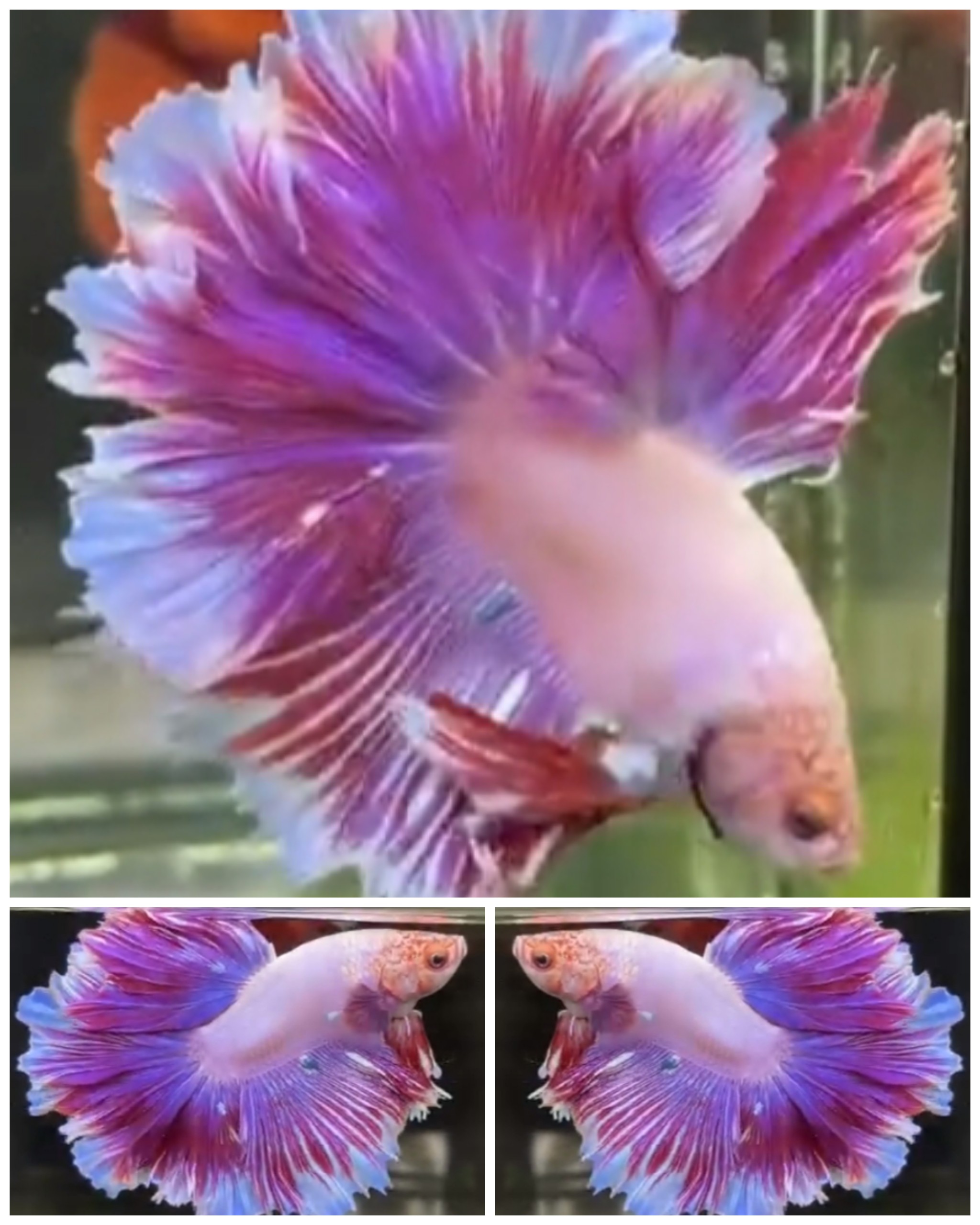 Sweet Rose Tail
