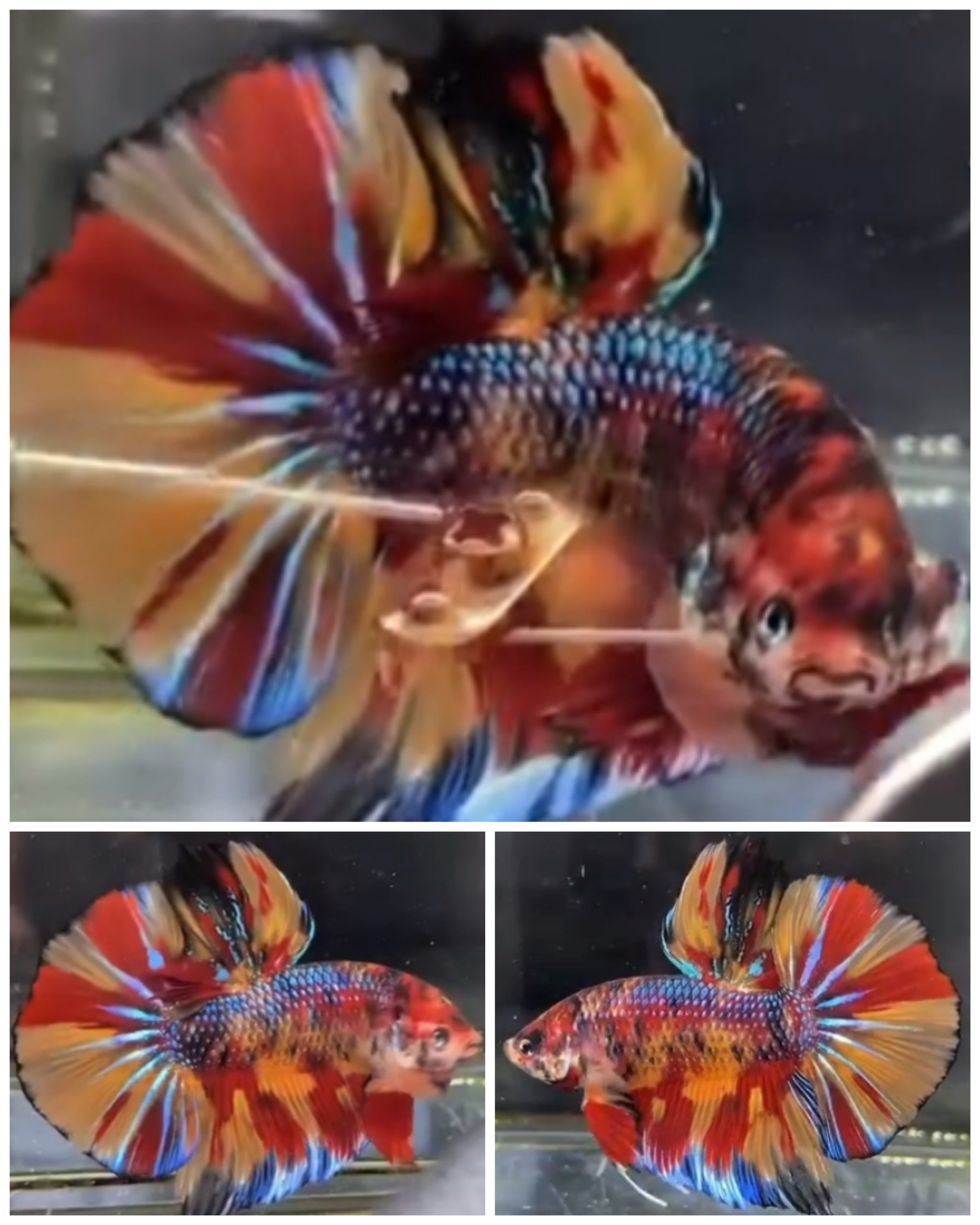 Giant Candy (5,5cm)