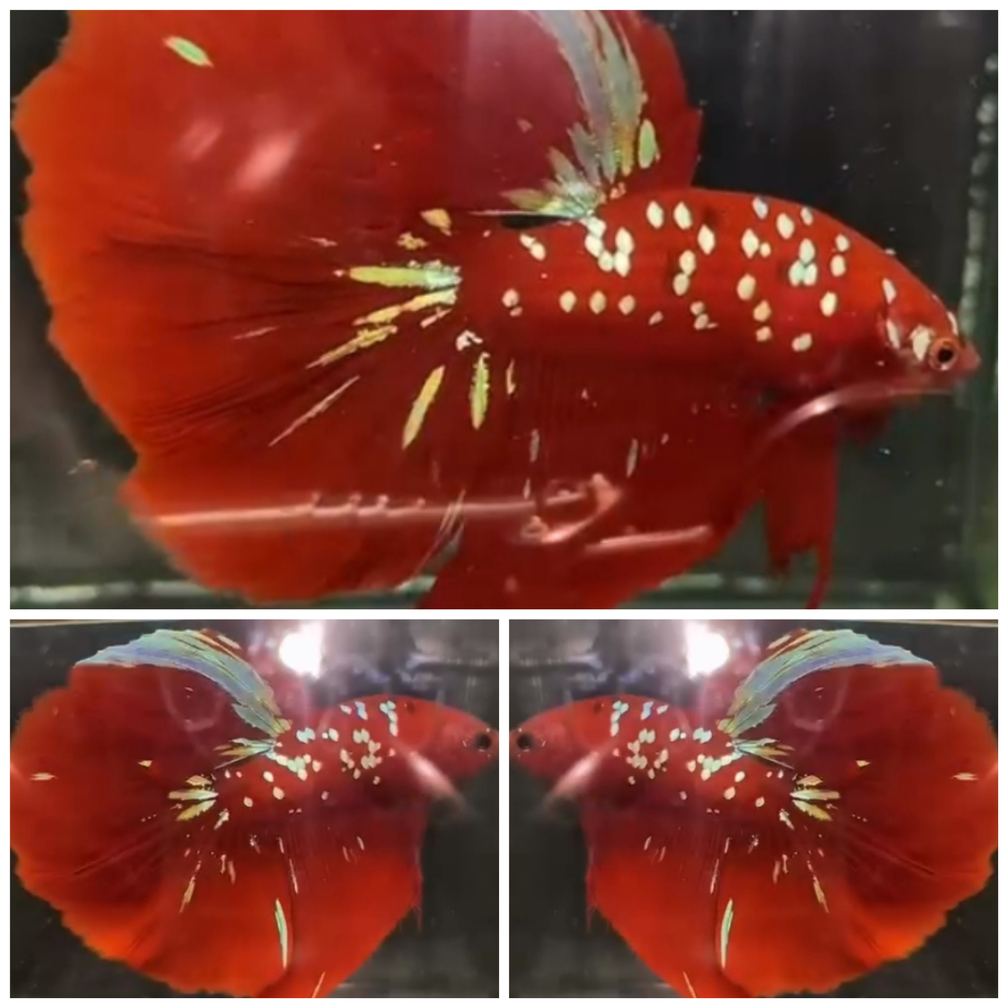 Best Red Gold Galaxy
