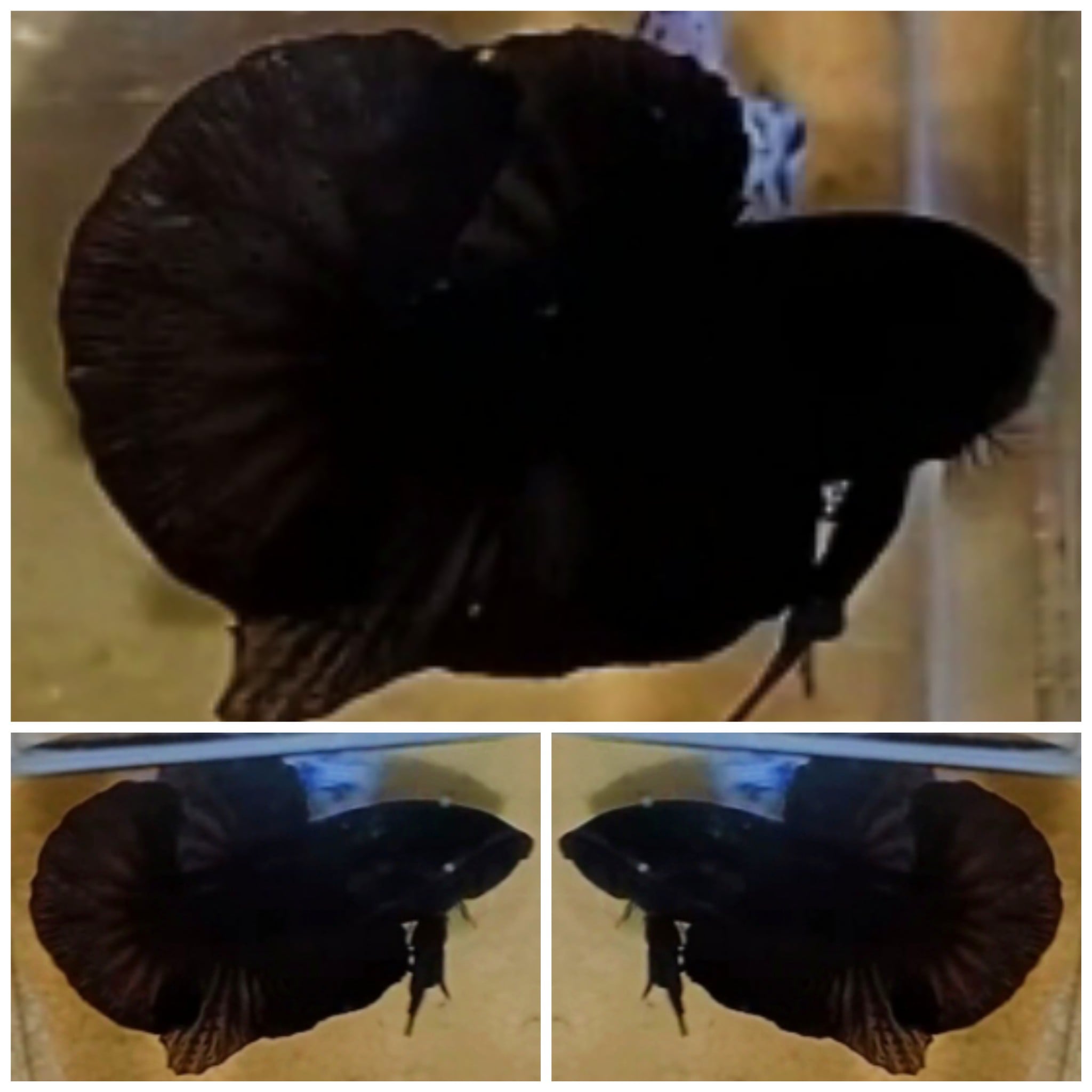 Black From Super Black