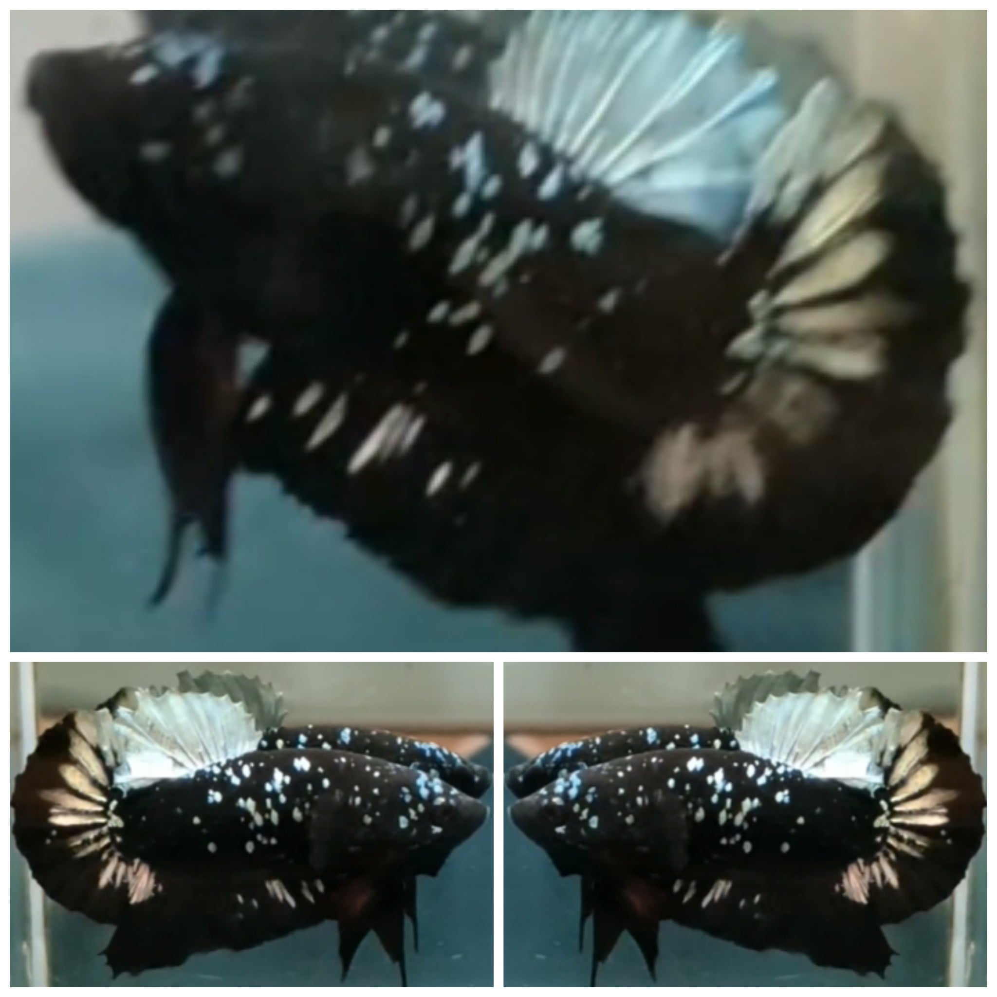 Avatar Black Copper