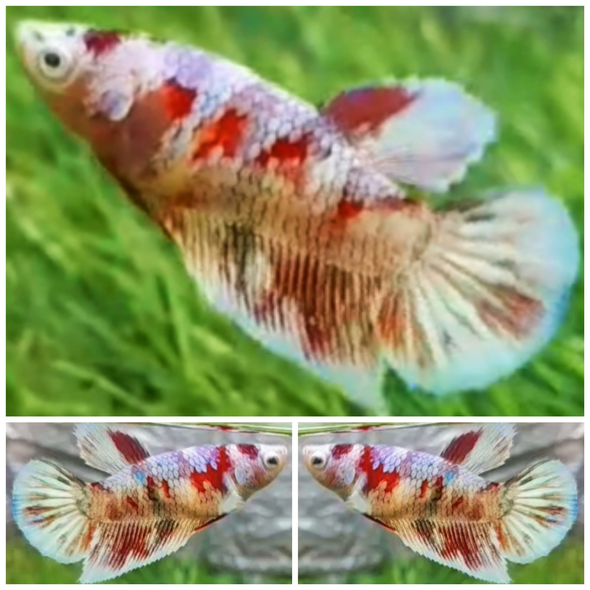 Female Snow Barongsai HM