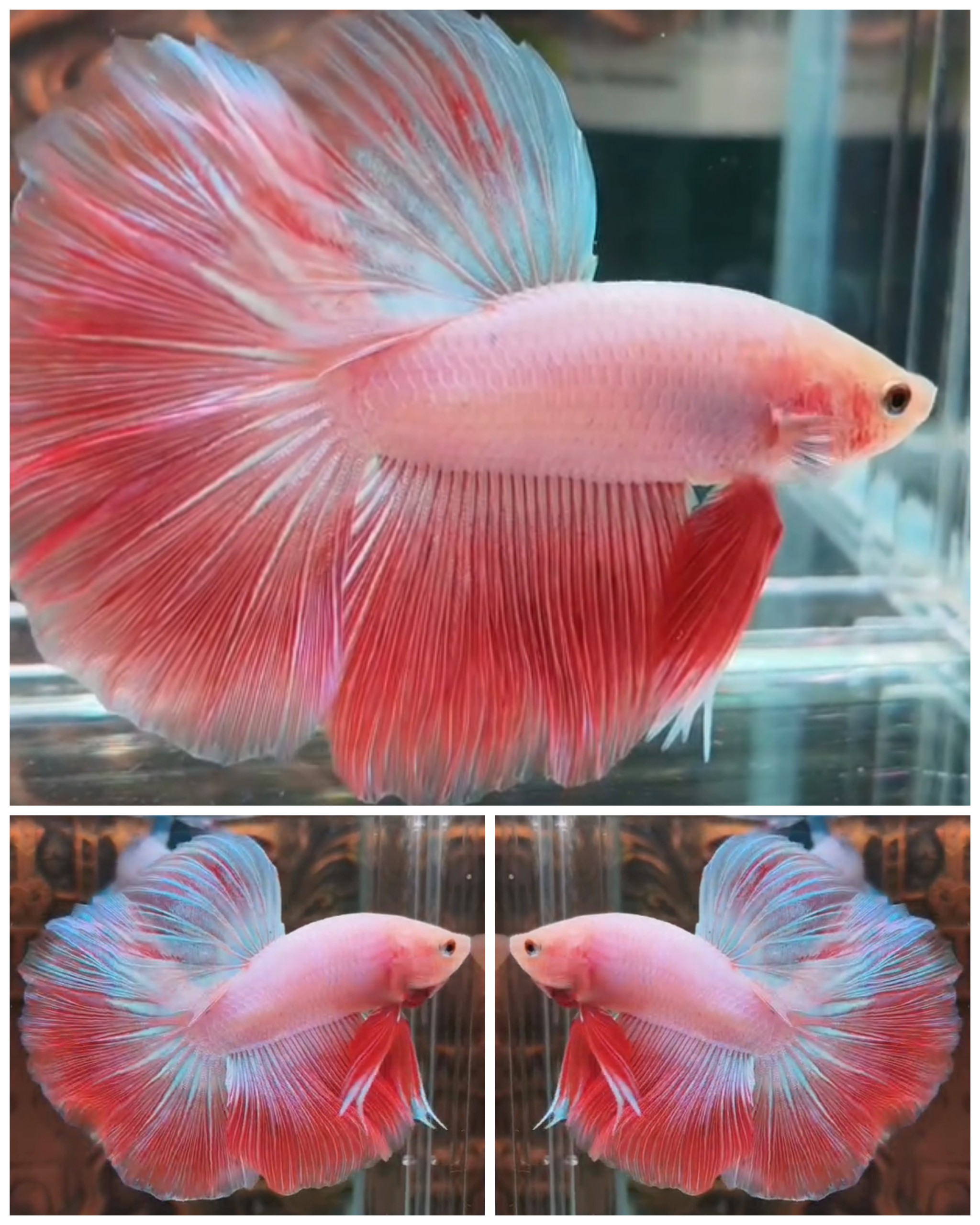 Lovely Pink Shimmer
