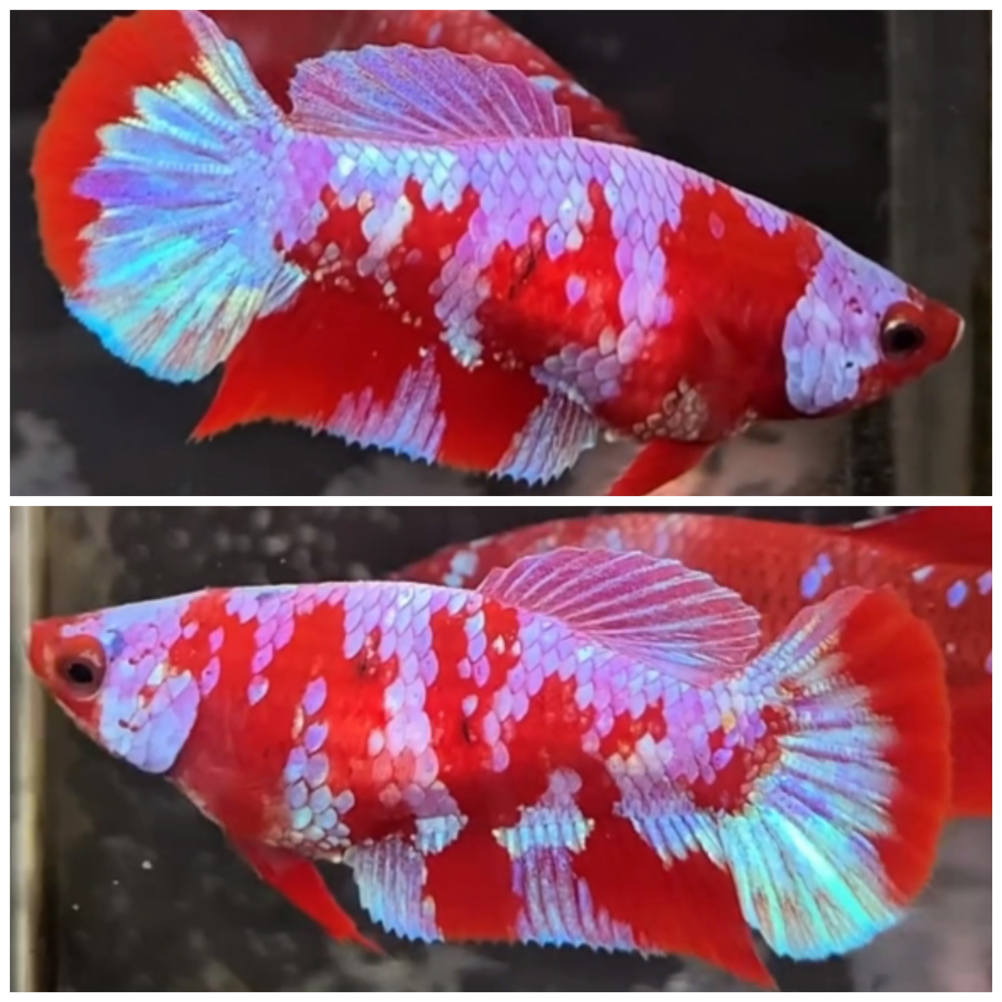 Female Red Gold Galaxy #1