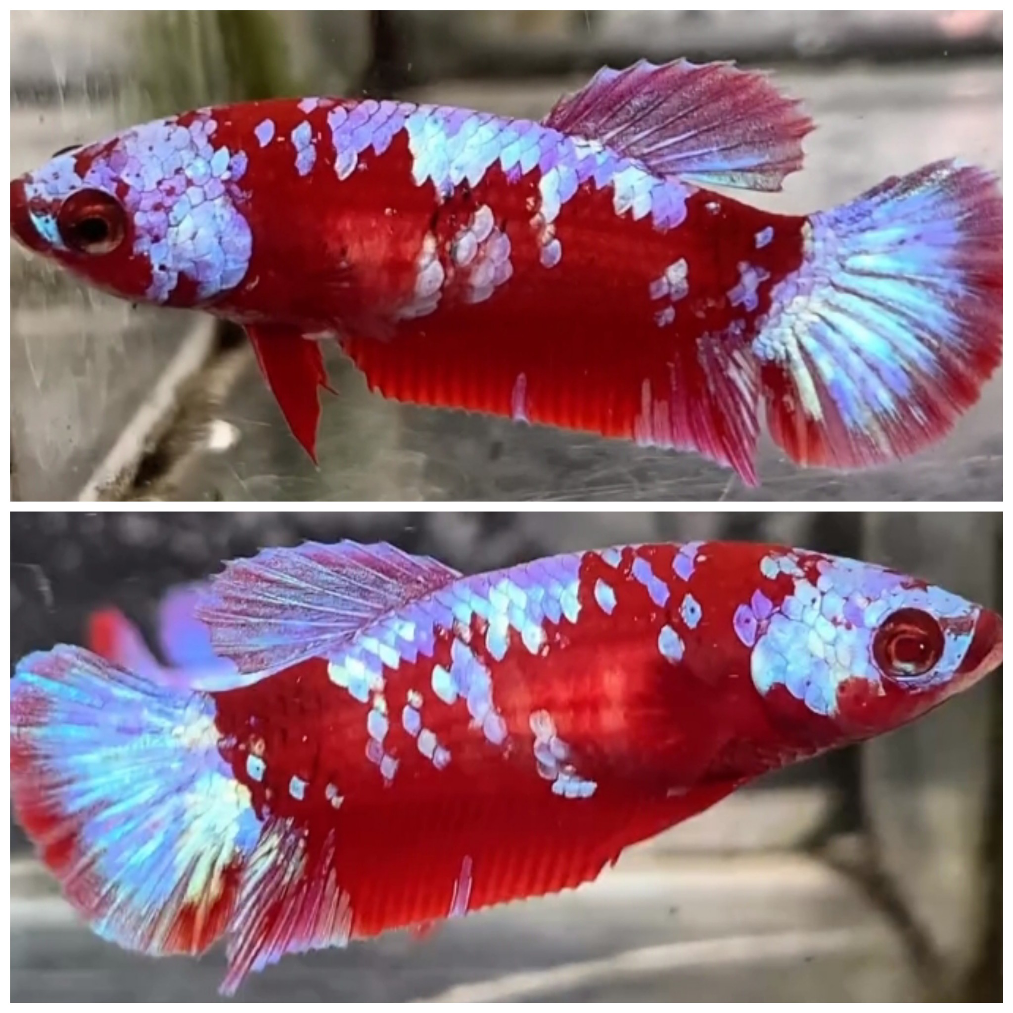 Female Red Gold Galaxy #2