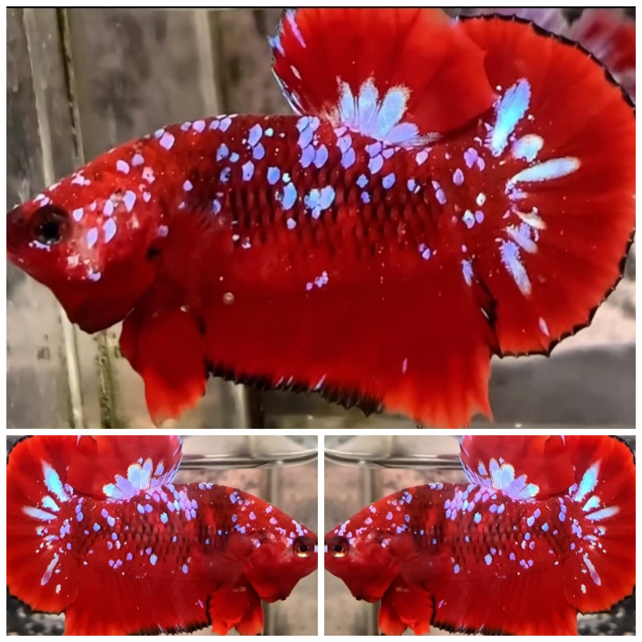 Red Purple Galaxy #2