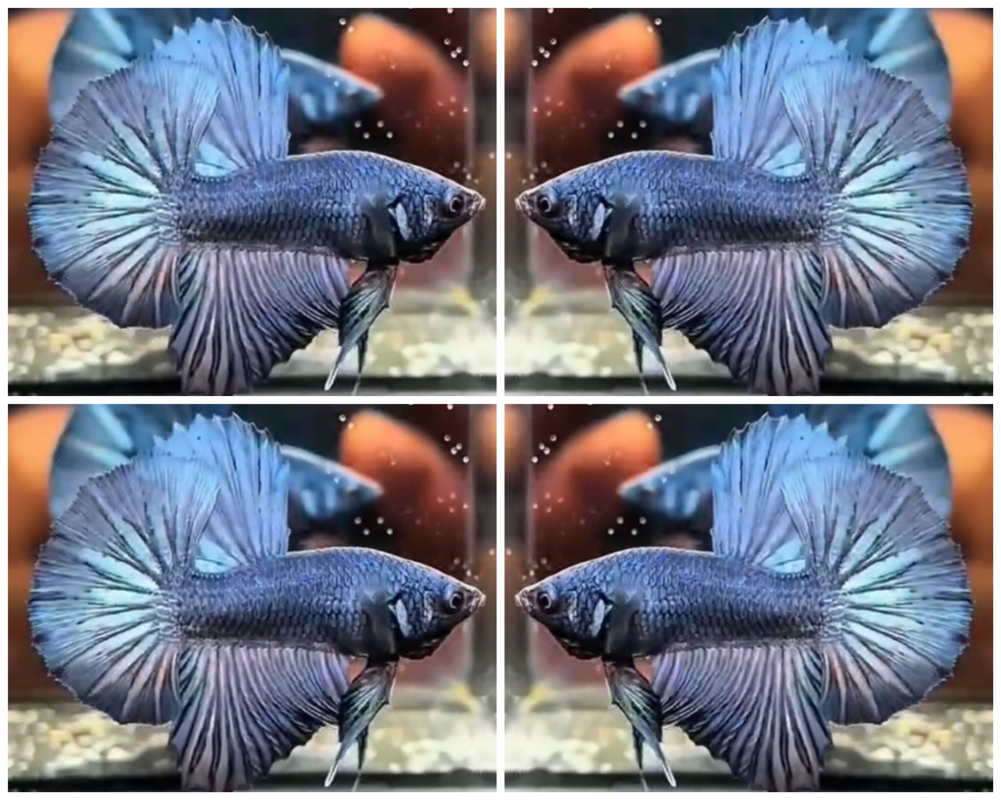 Steel Blue HMPK