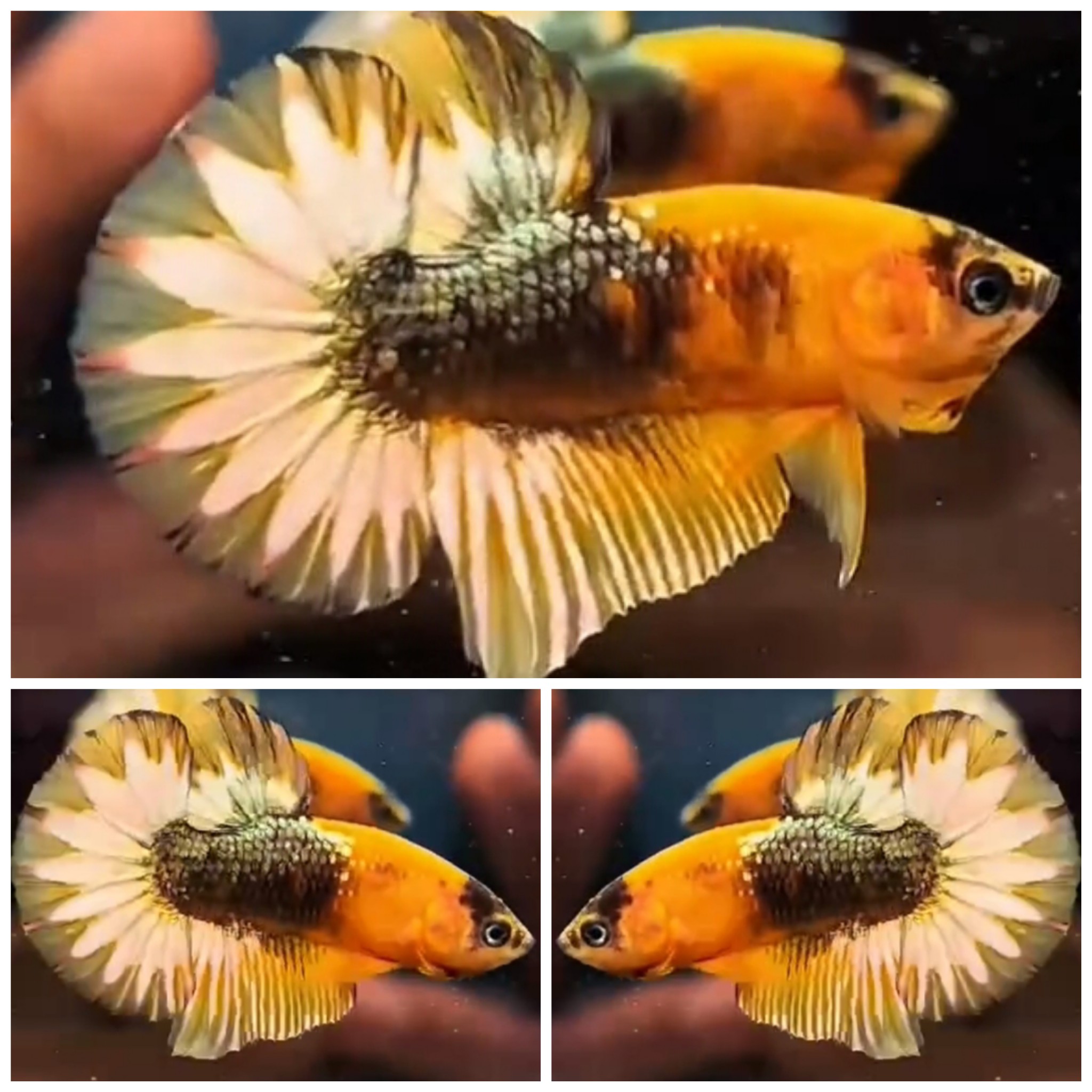 Yellow Koi Copper
