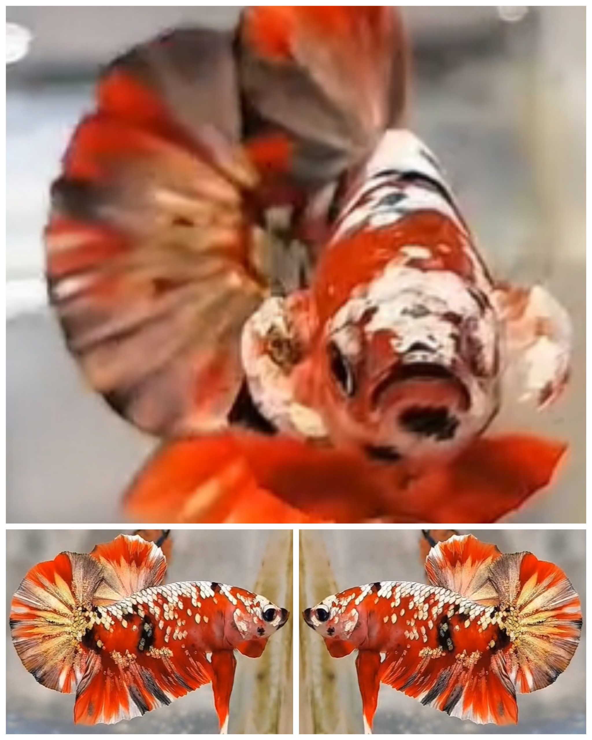 Red Koi Gold Copper