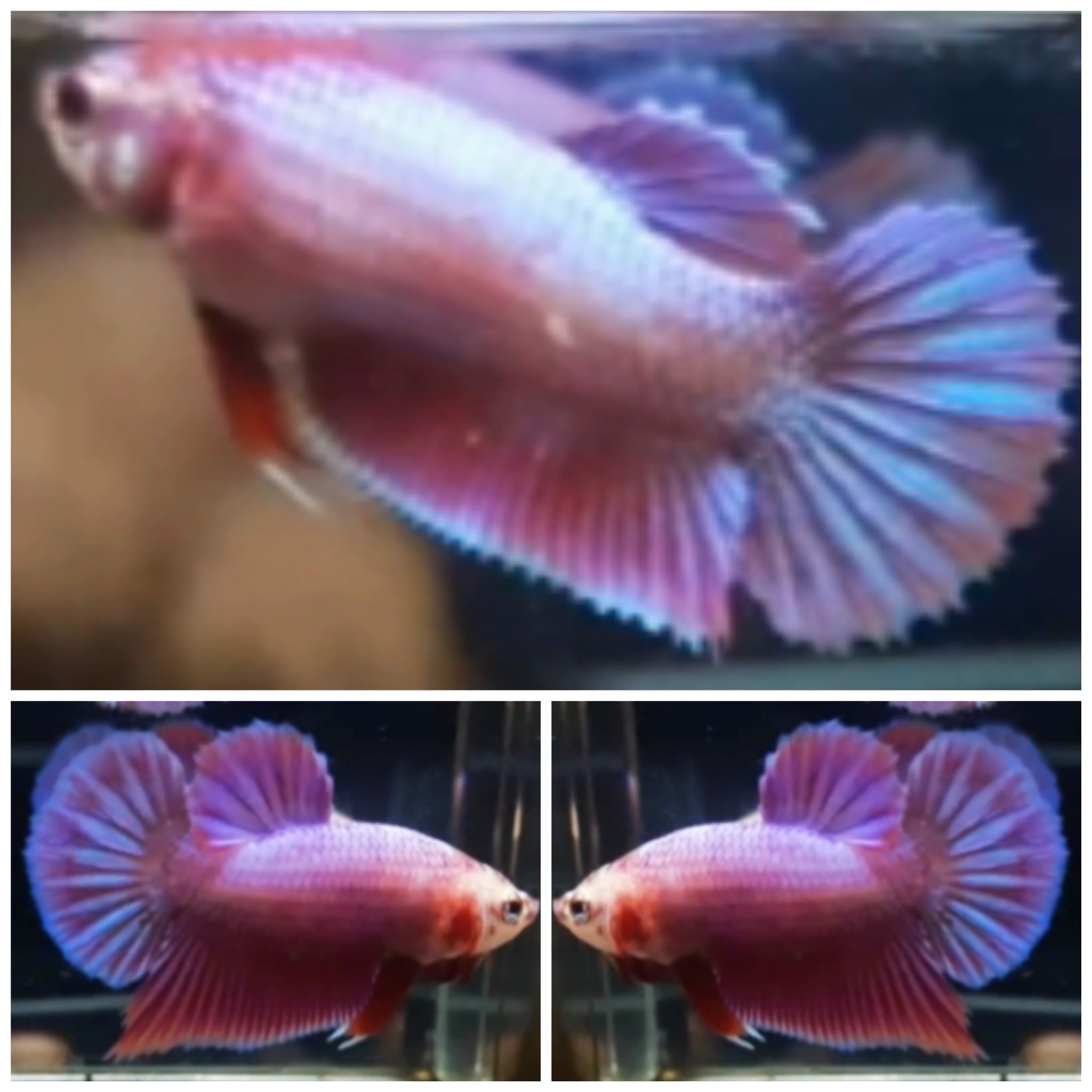 Pair Pink Aurora