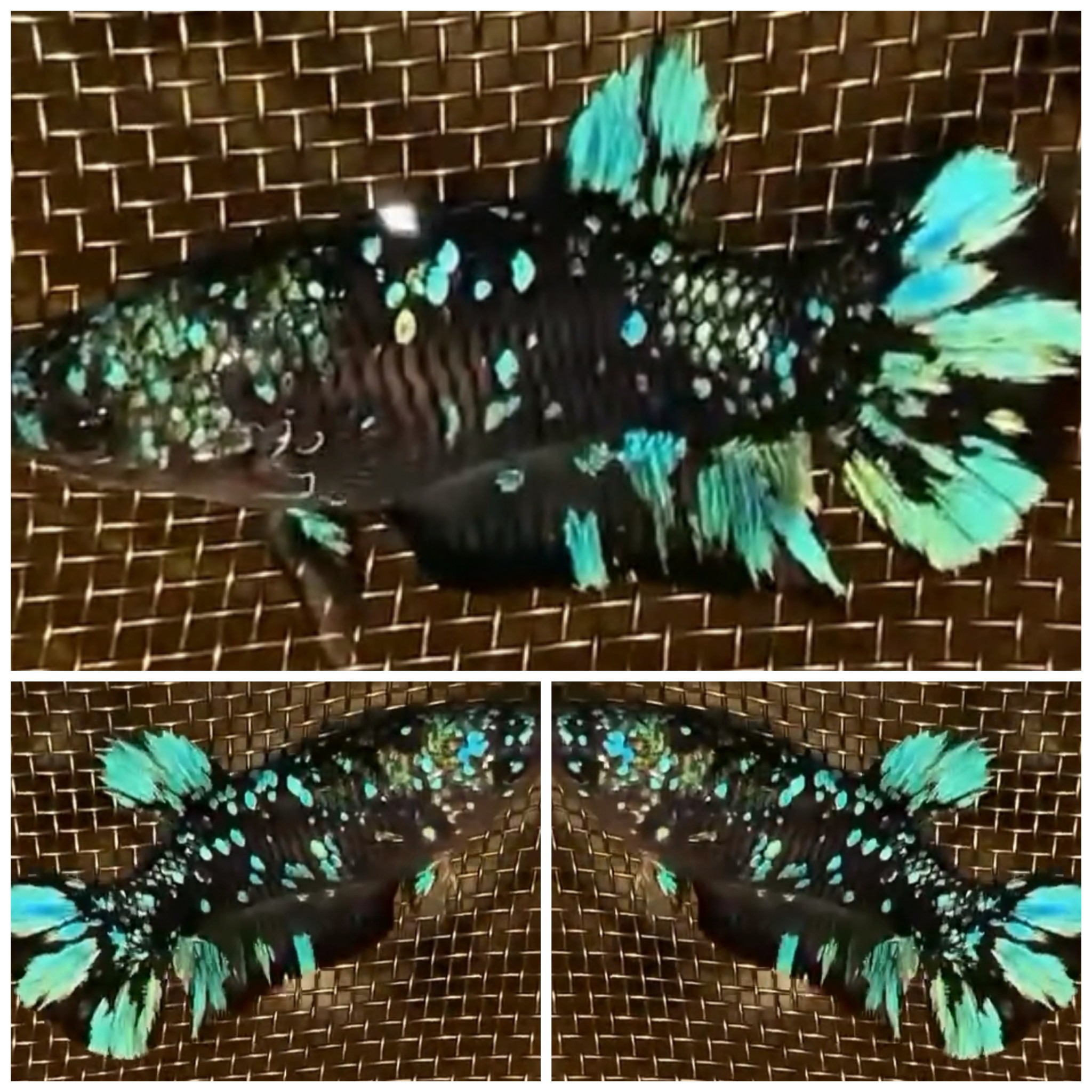 Female Avatar #1