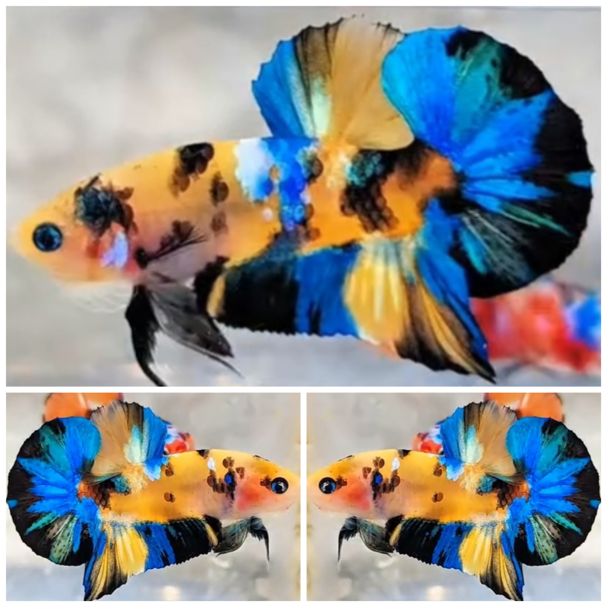 Yellow Koi Galaxy