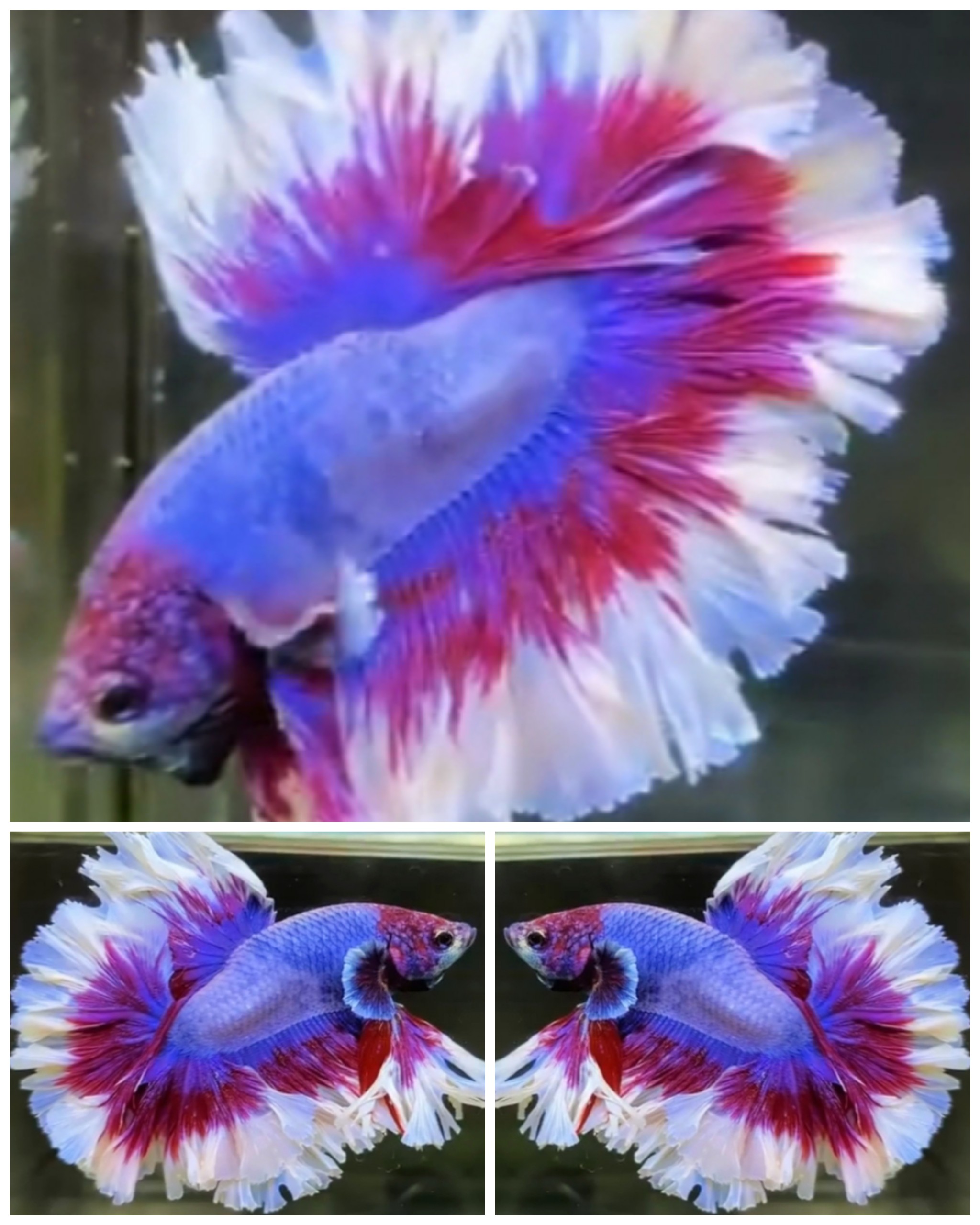 Sweet Rose Tail #1