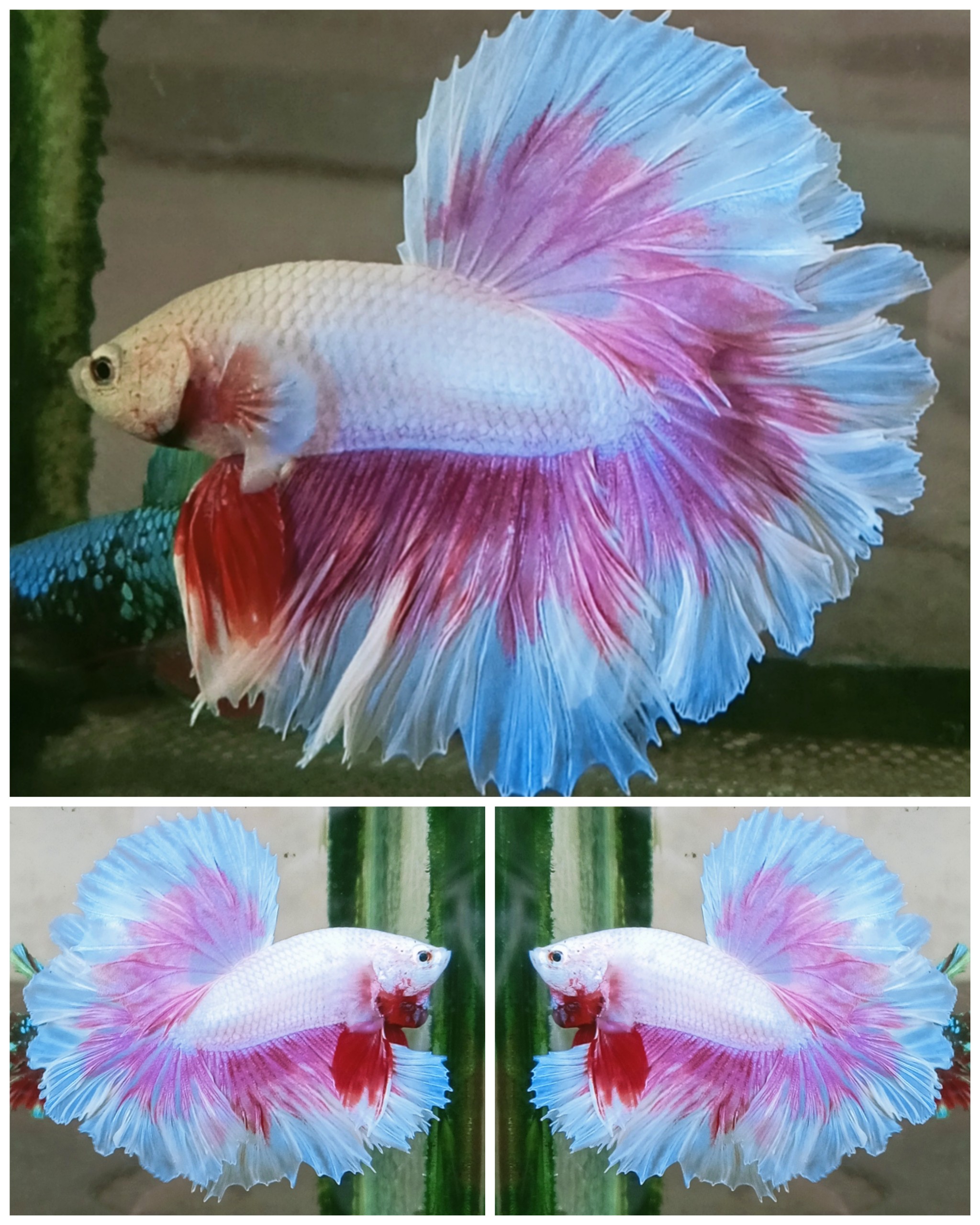 Sweet Rose Tail #2