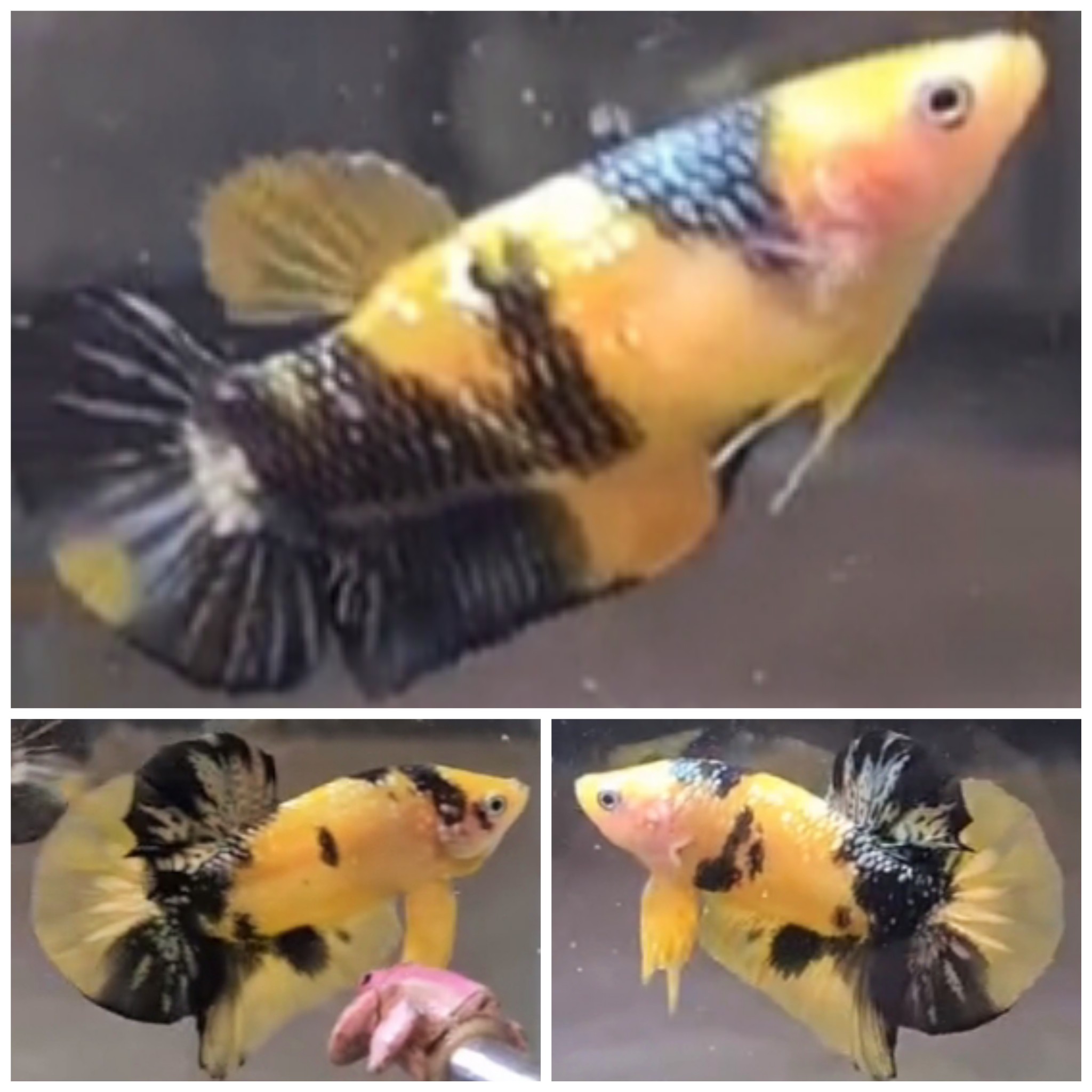 Pair Yellow Black Copper