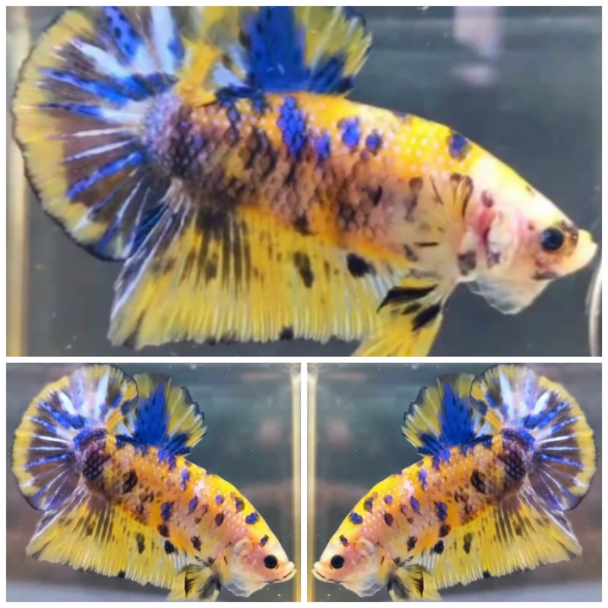 Giant Yellow Koi Galaxy (5,5cm)
