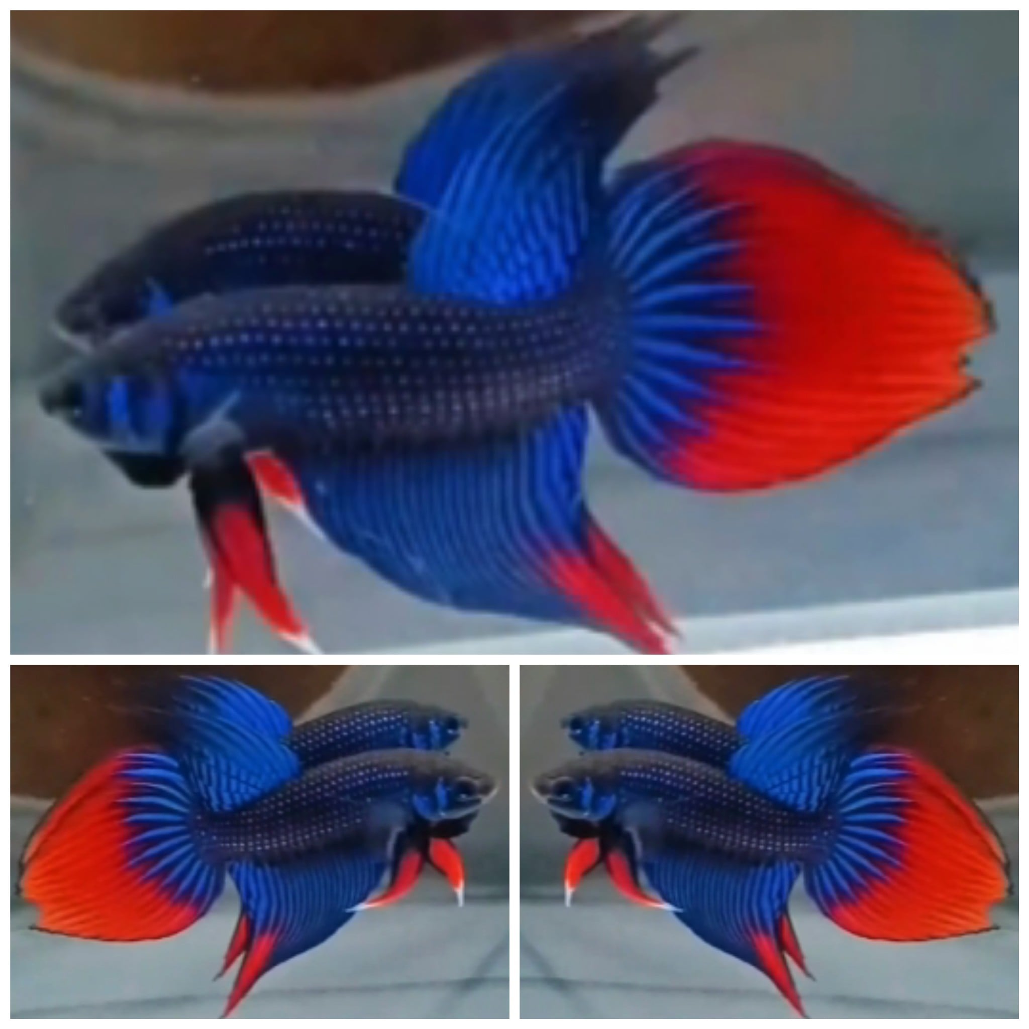 Imbellis Long Fin