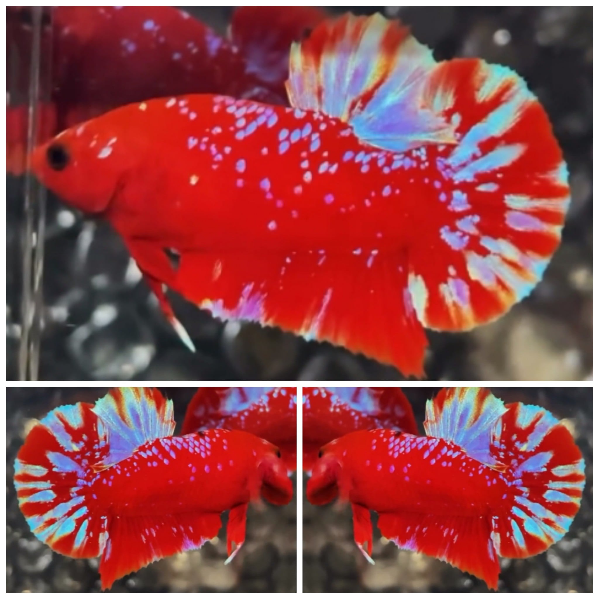 Red Purple Galaxy #8