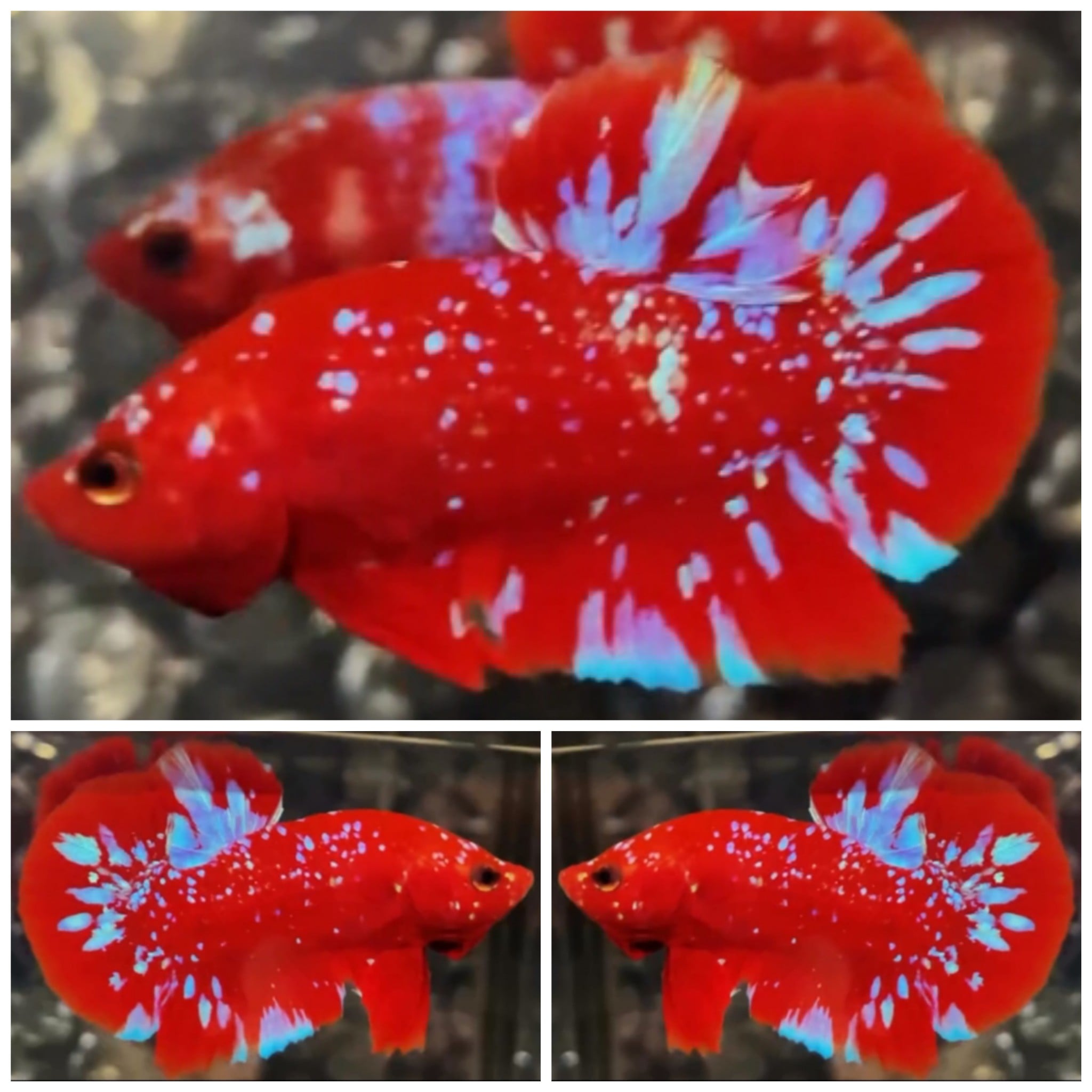 Red Purple Galaxy #7