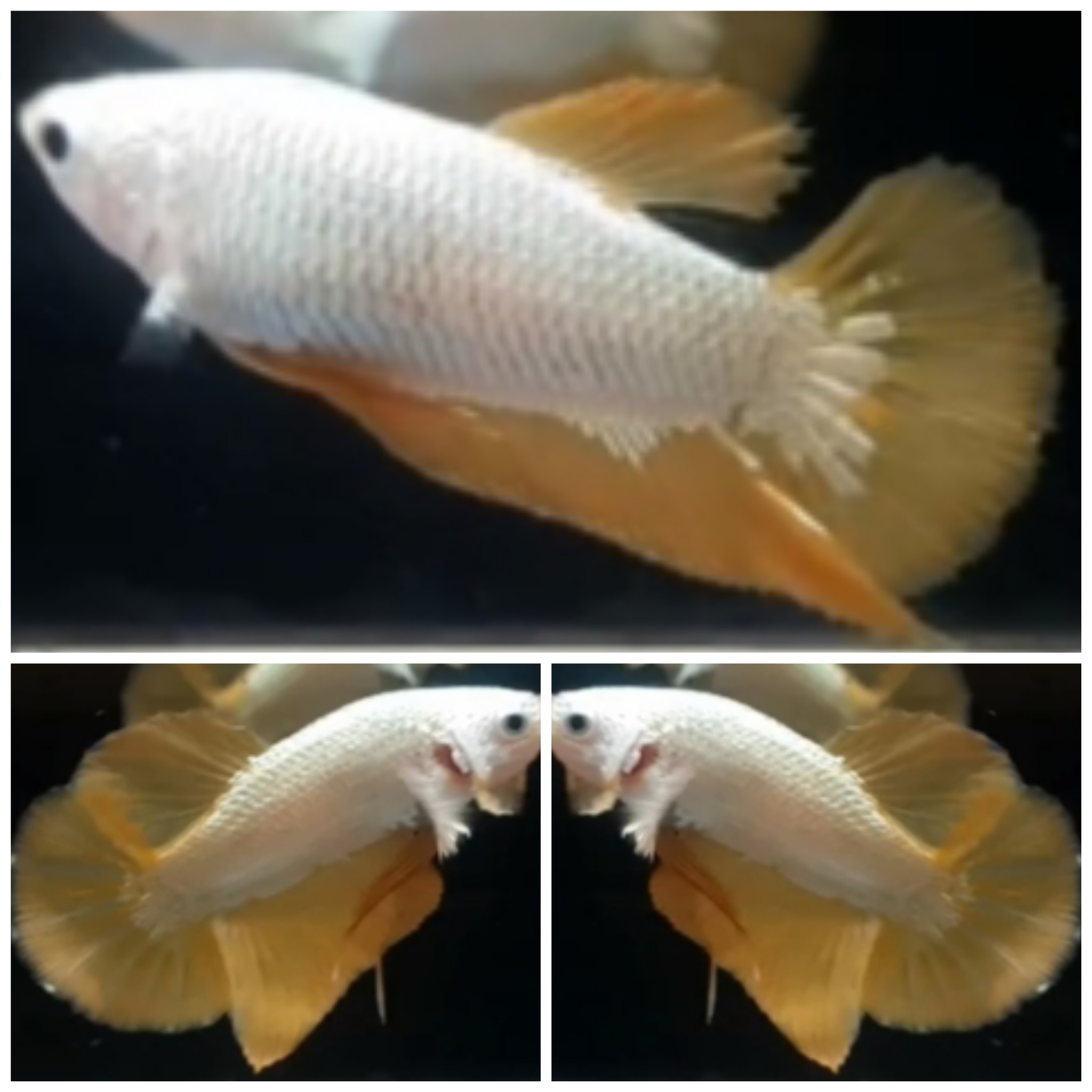 Pair Yellow Dragon Snow