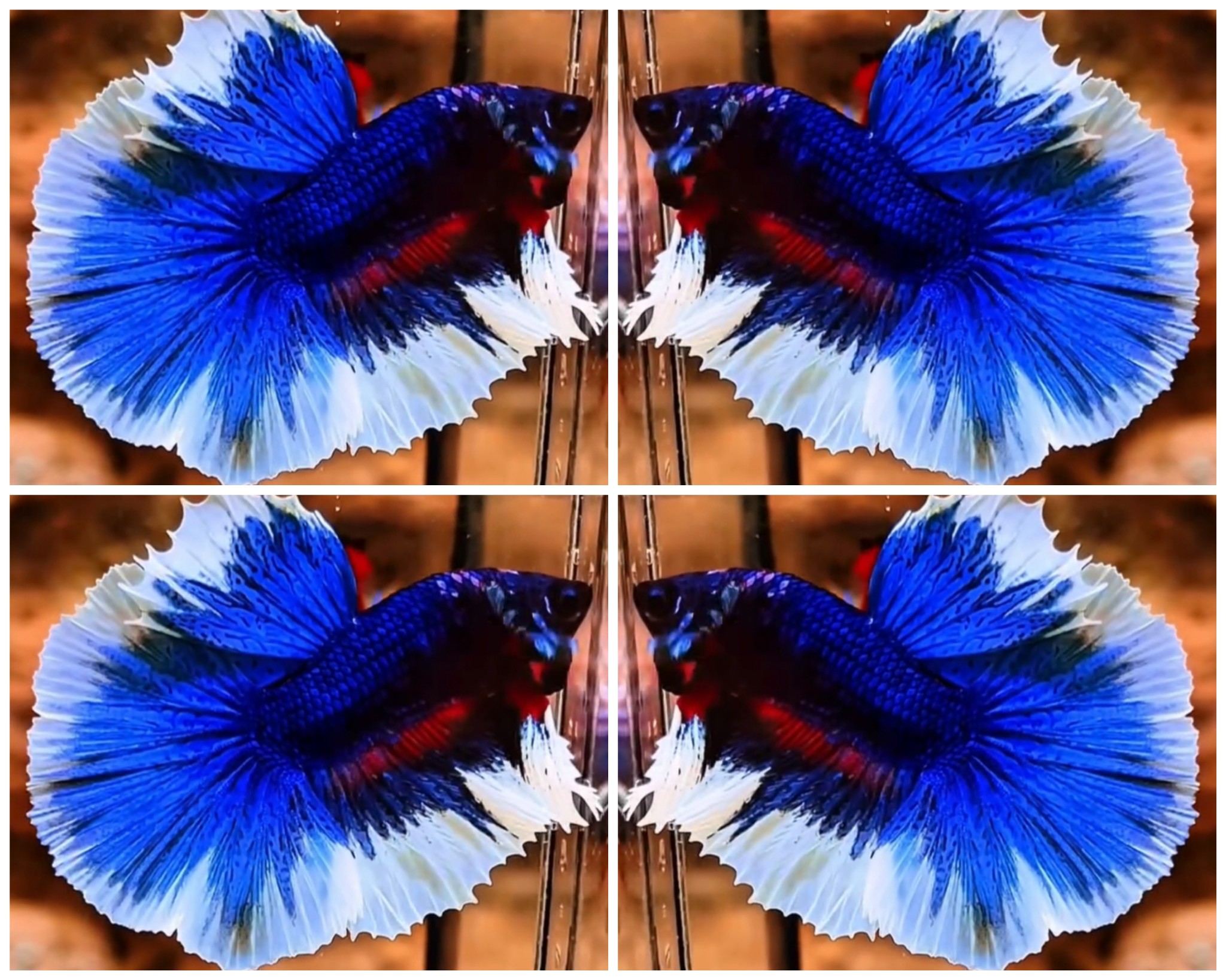 Blue Butterfly