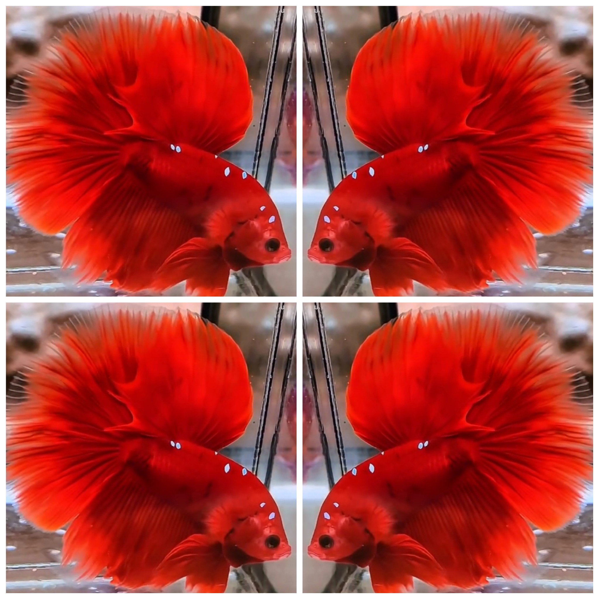 Red Galaxy